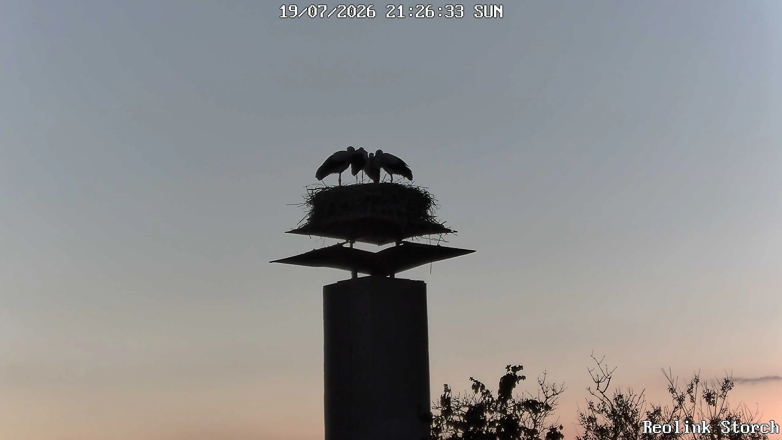 Storchencam Bild