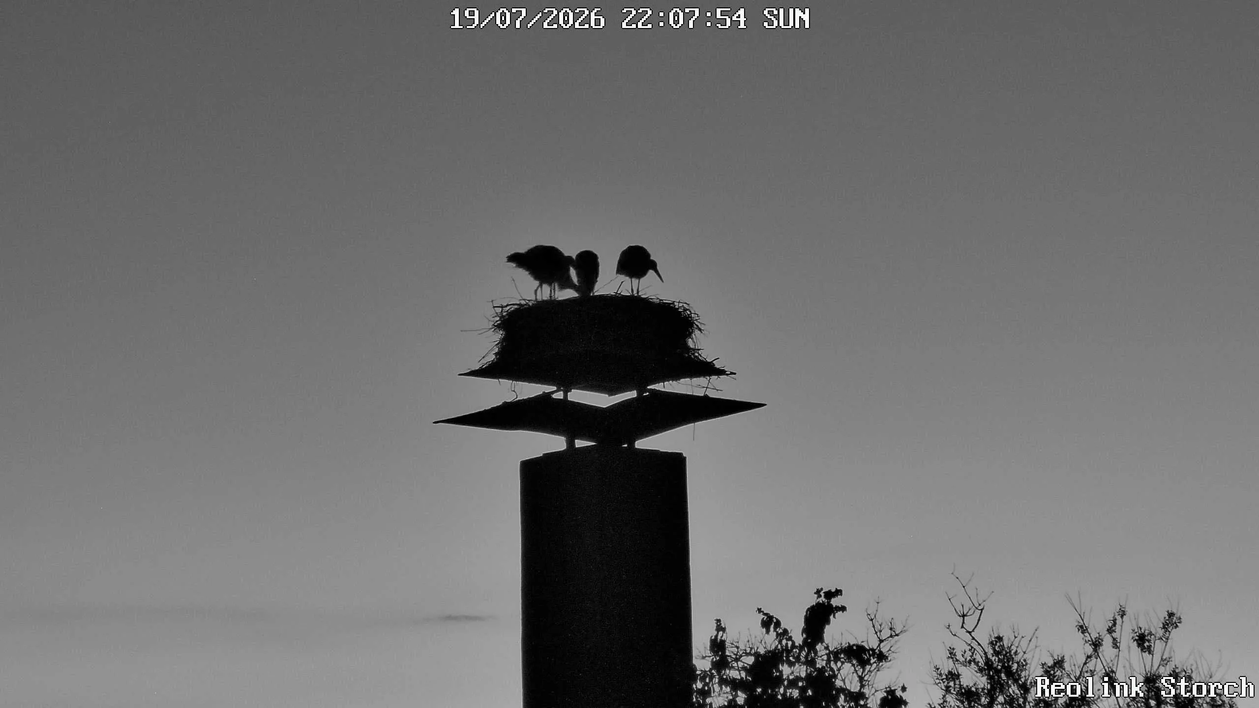 Storchencam Bild