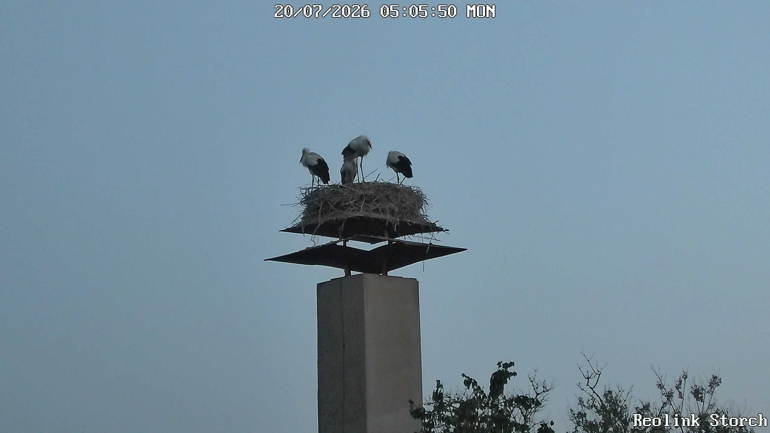 Storchencam Bild
