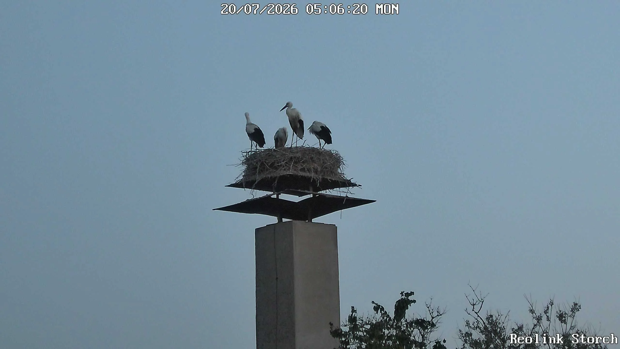 Storchencam Bild