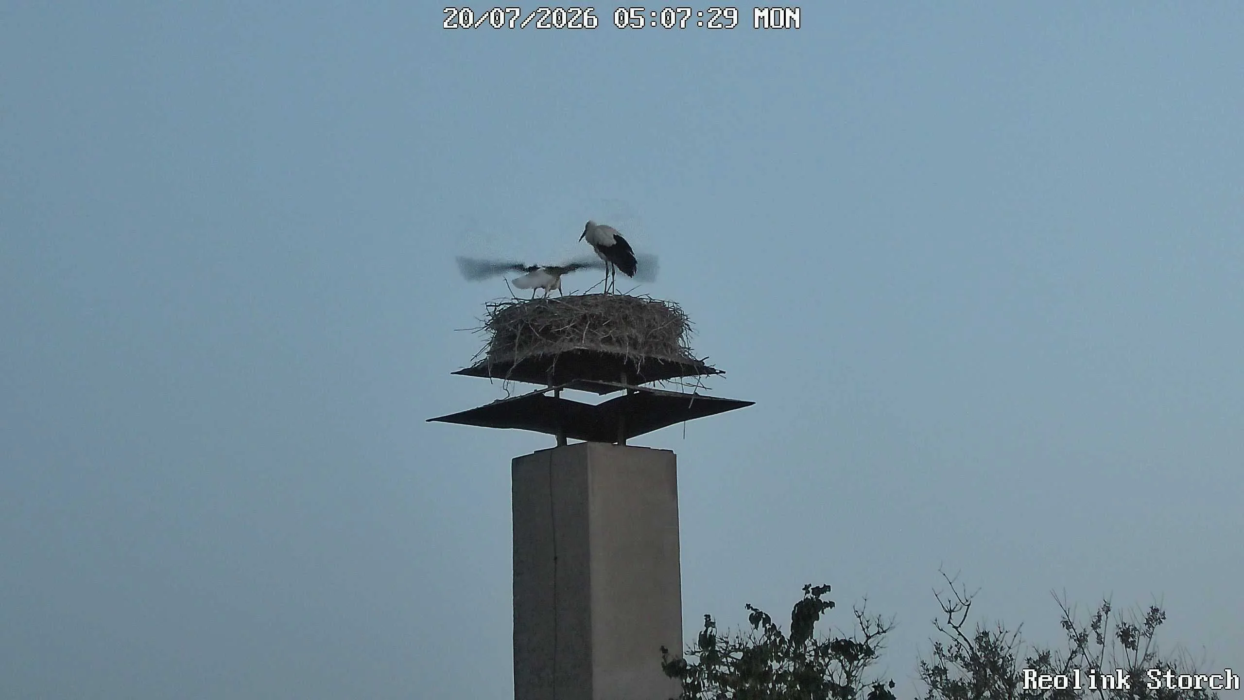 Storchencam Bild