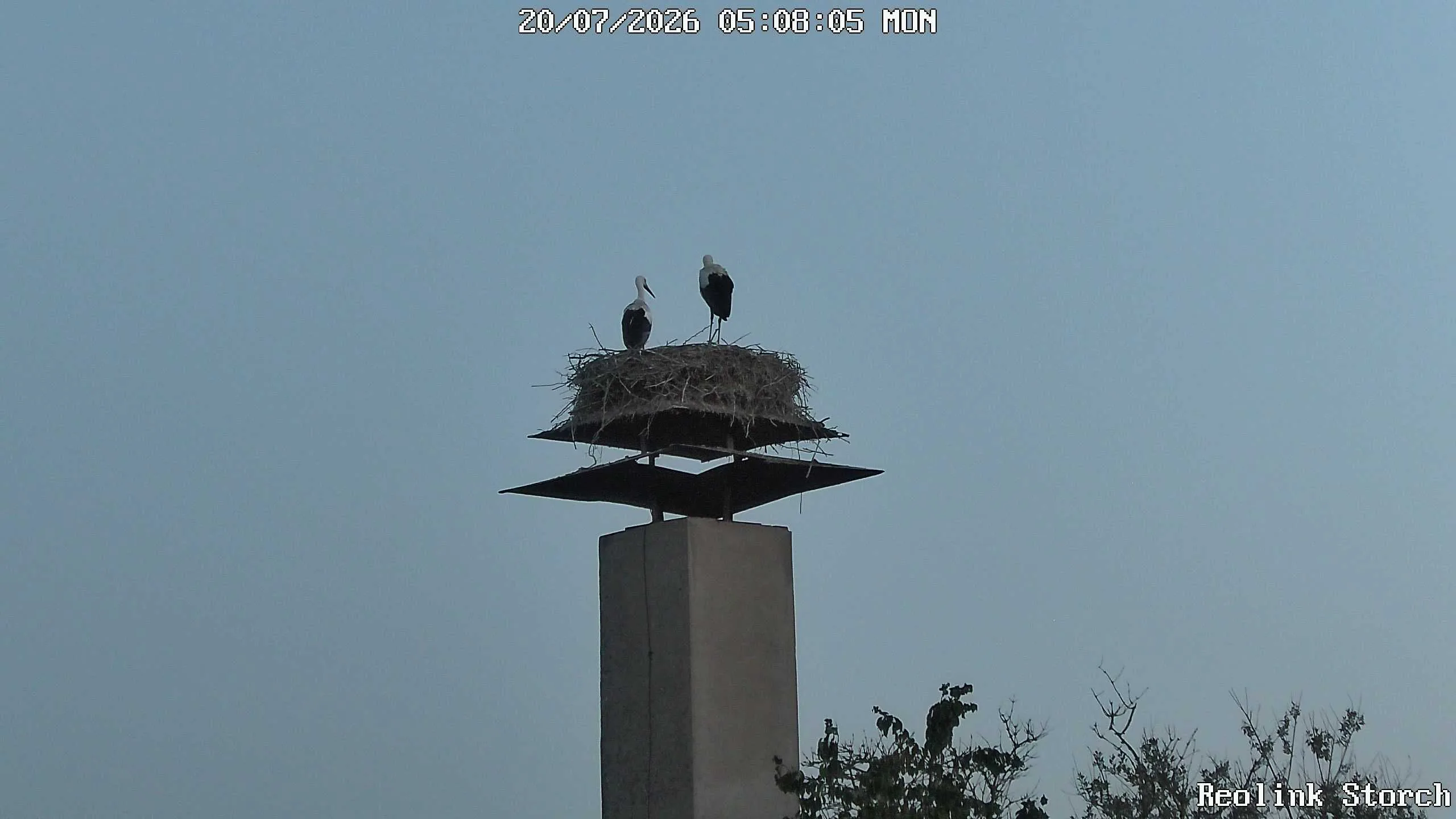 Storchencam Bild