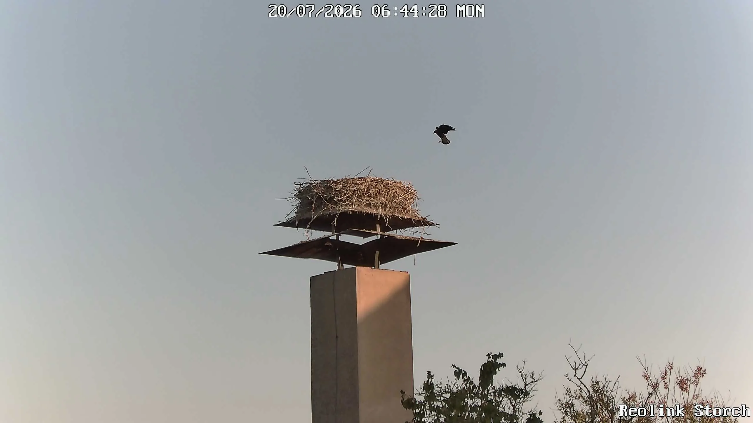 Storchencam Bild
