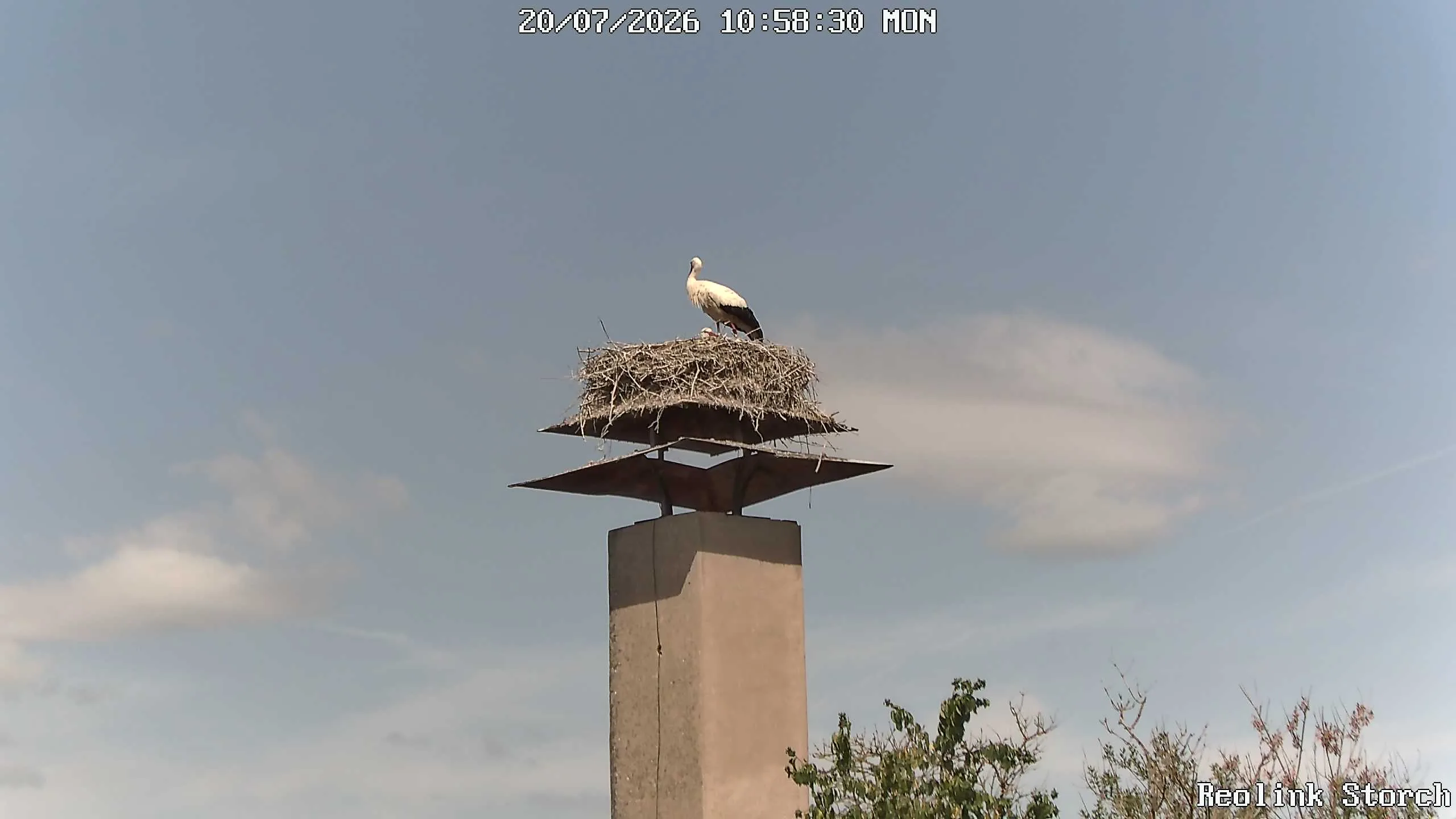 Storchencam Bild