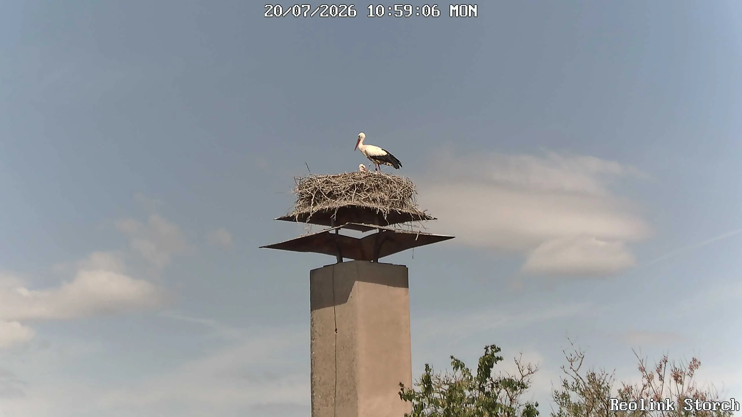 Storchencam Bild