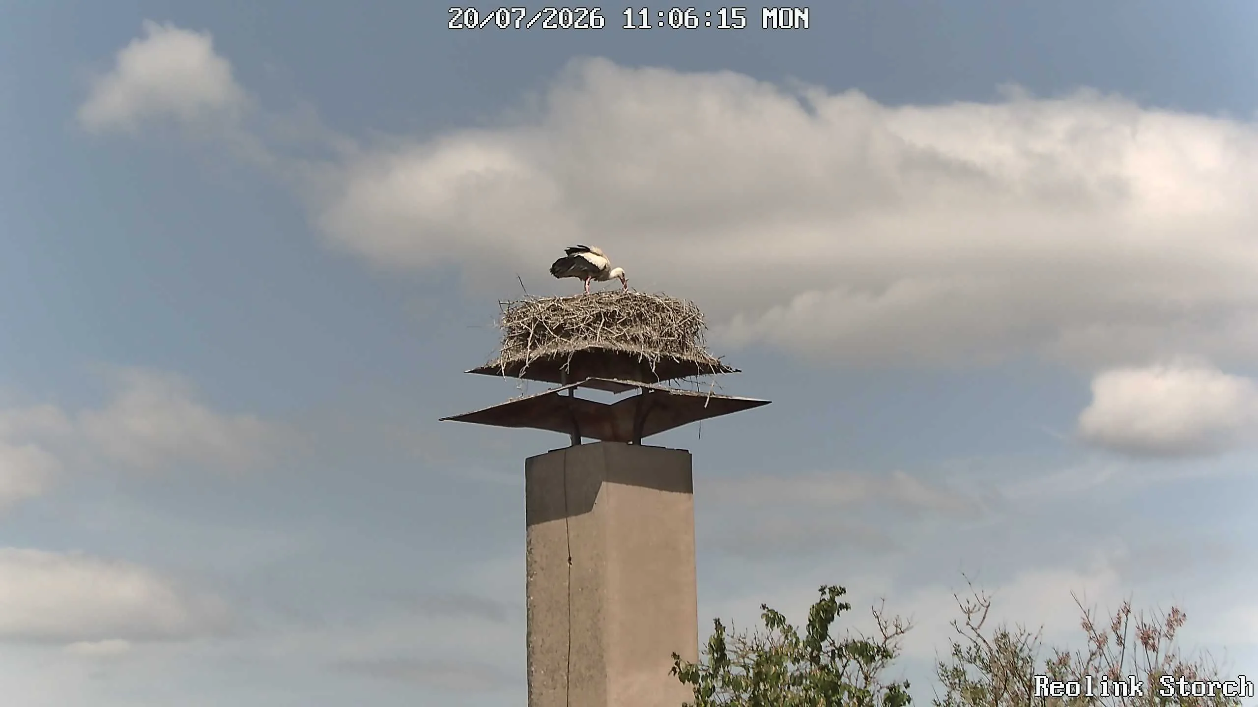 Storchencam Bild