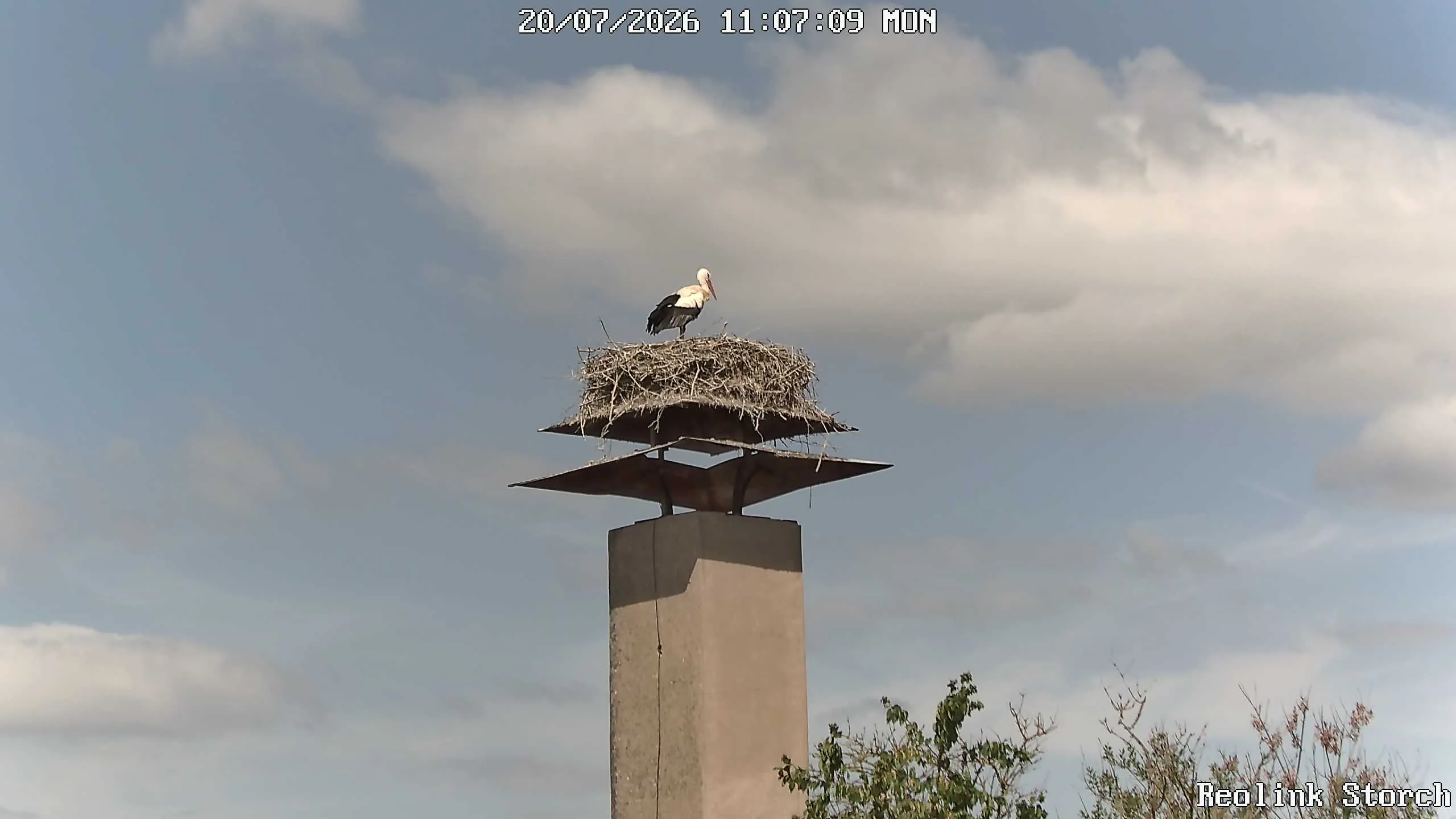 Storchencam Bild