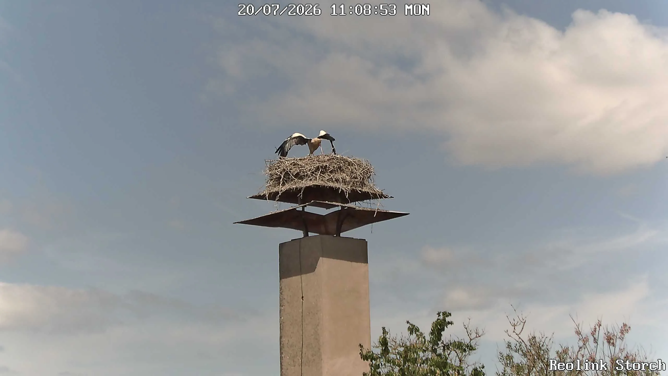 Storchencam Bild