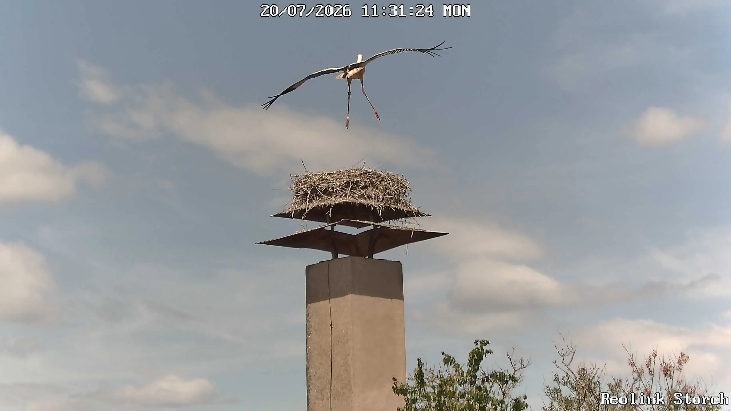 Storchencam Bild