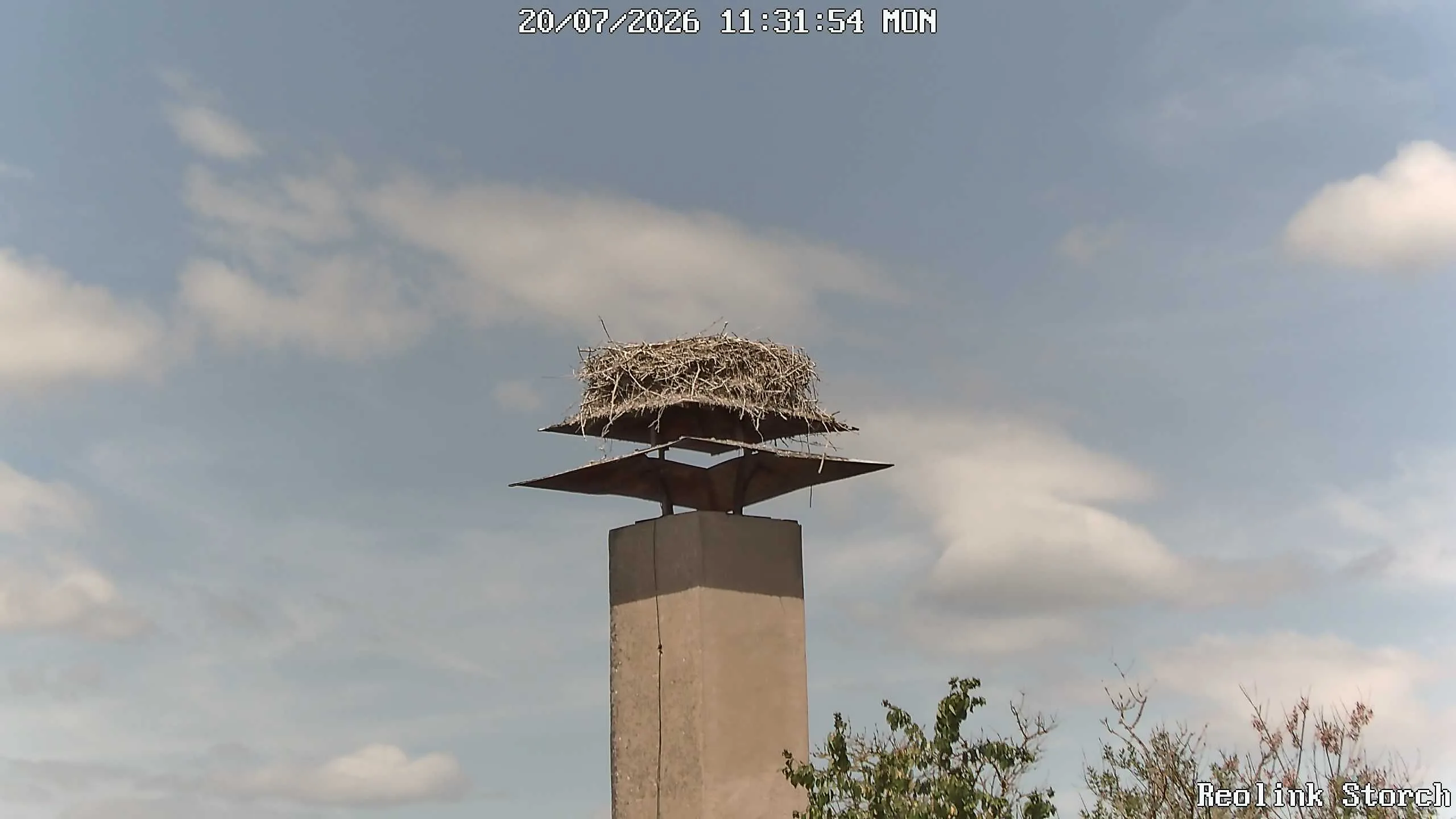 Storchencam Bild