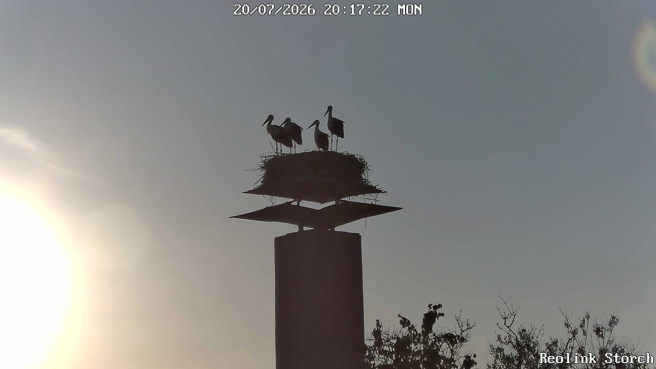 Storchencam Bild