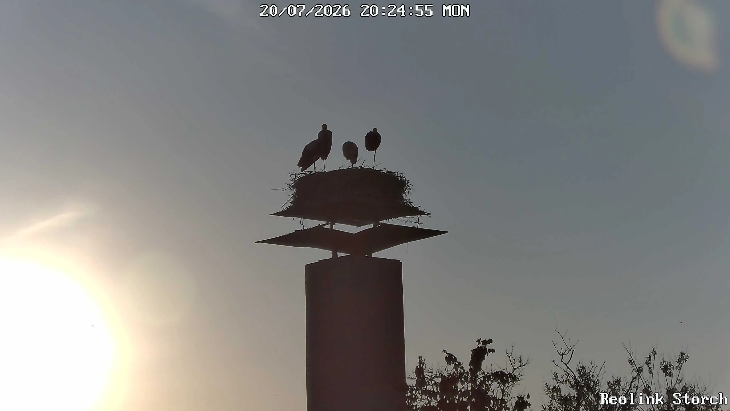 Storchencam Bild