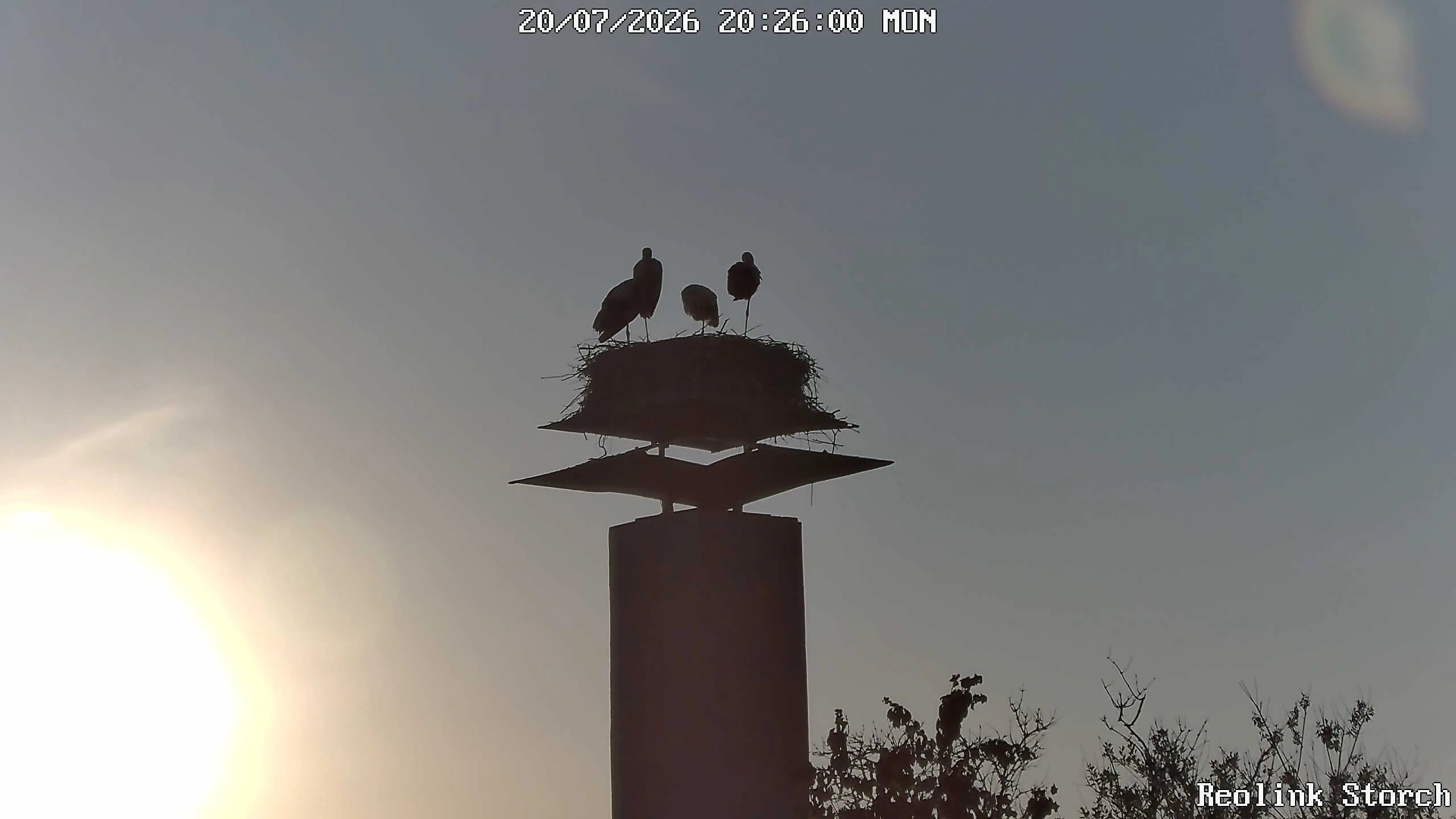Storchencam Bild