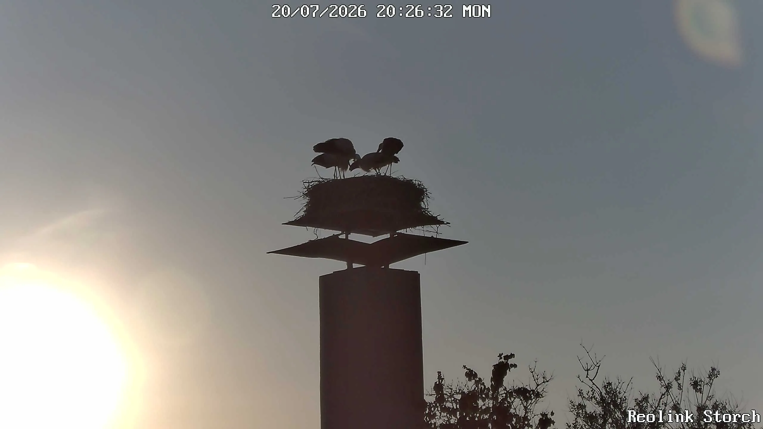 Storchencam Bild