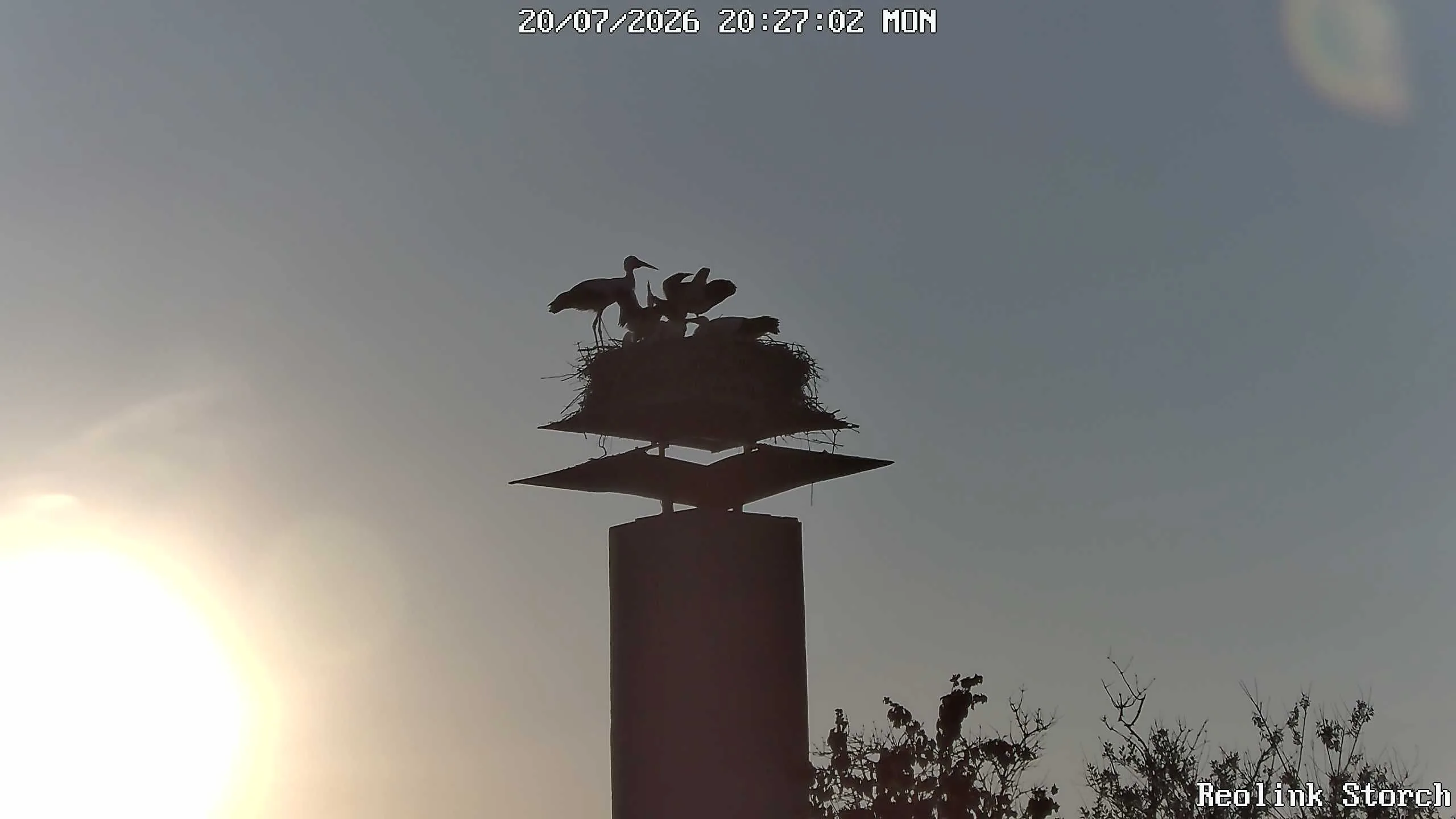 Storchencam Bild