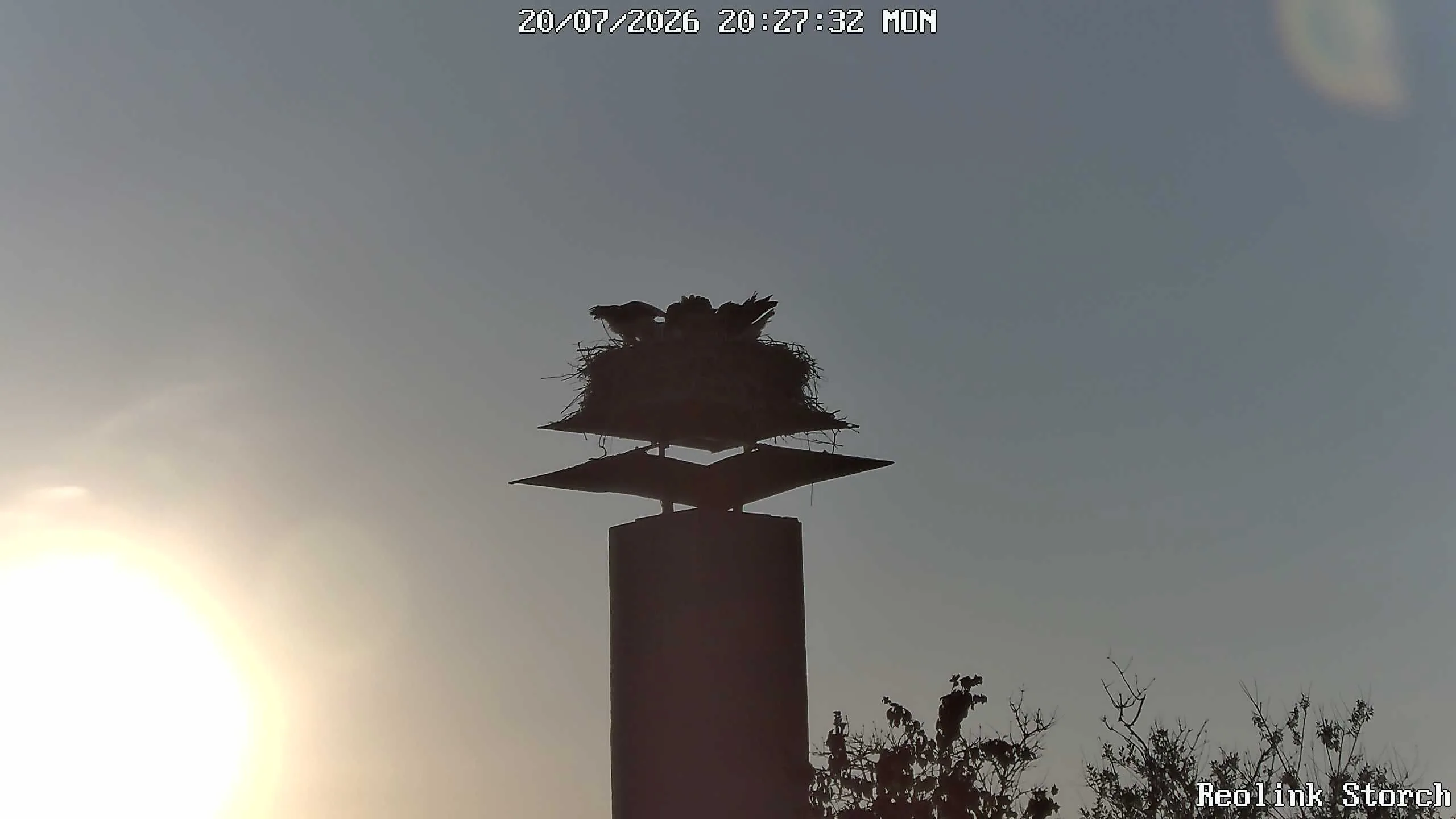 Storchencam Bild