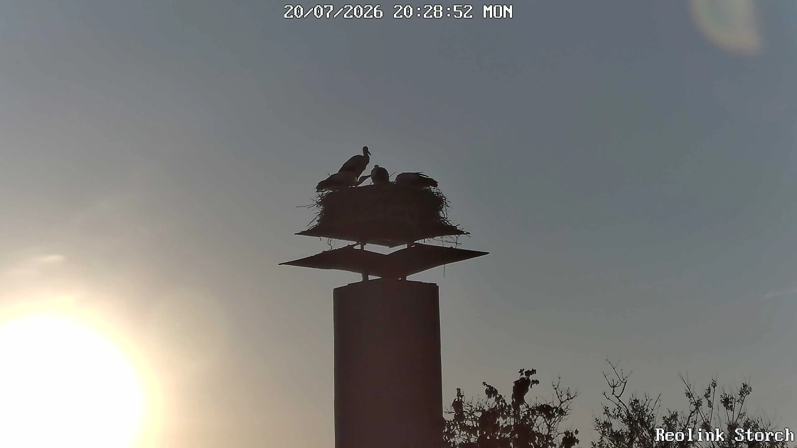 Storchencam Bild