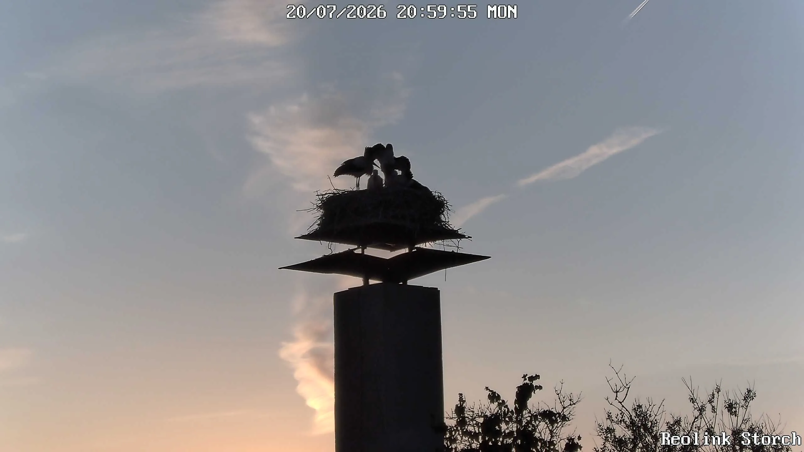 Storchencam Bild