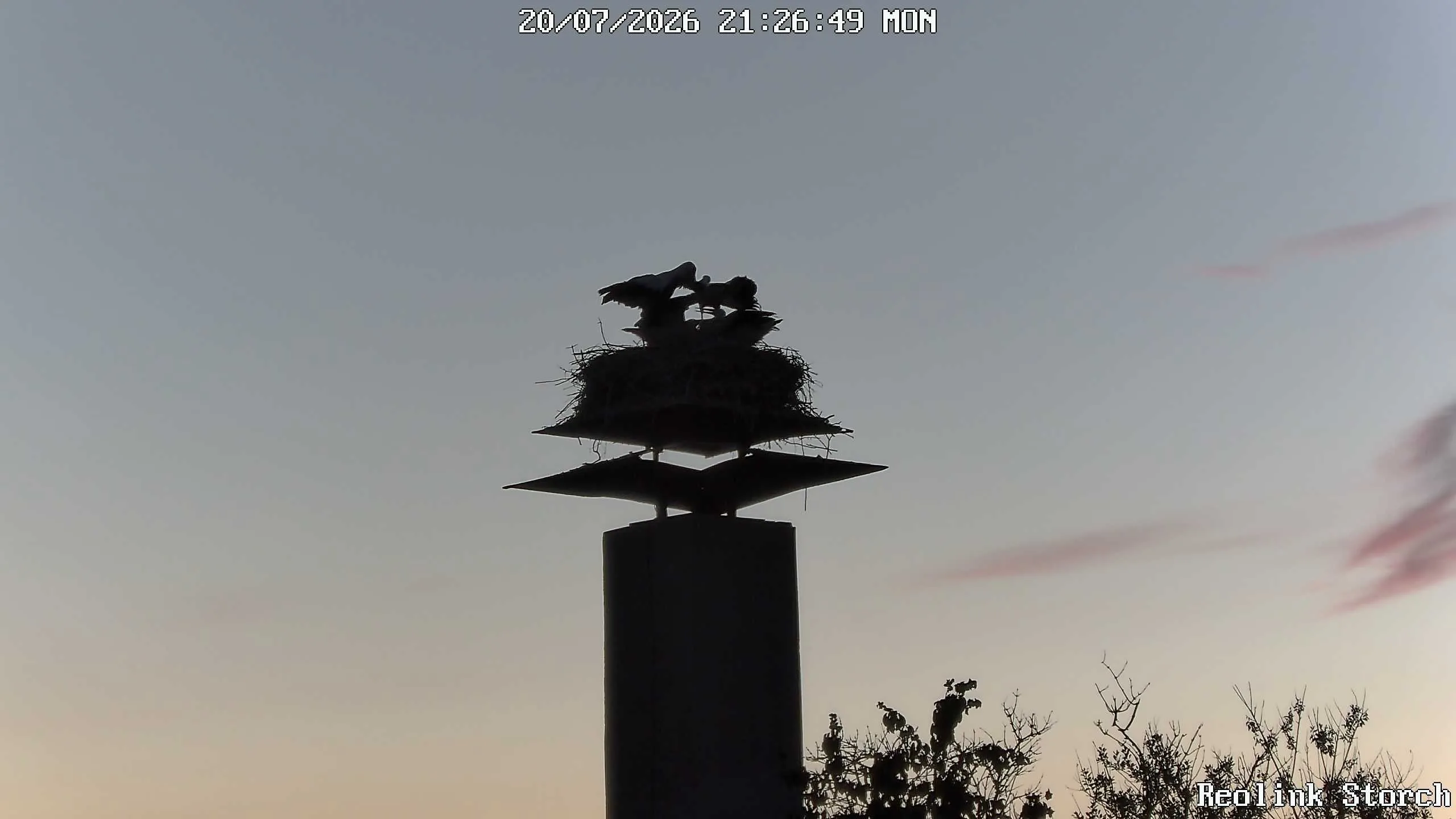 Storchencam Bild