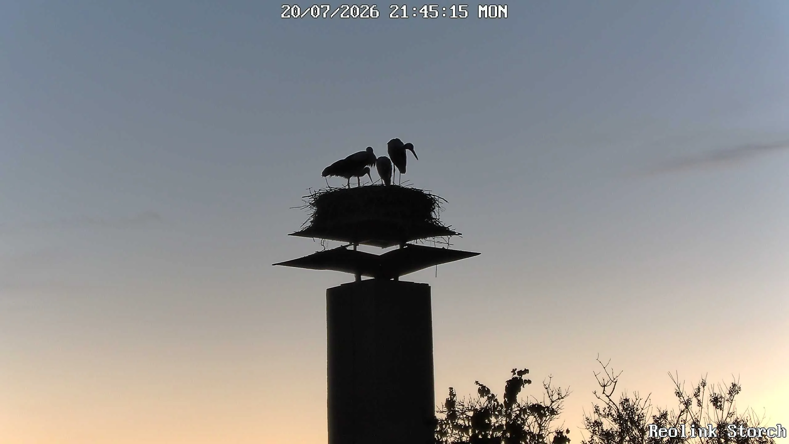 Storchencam Bild