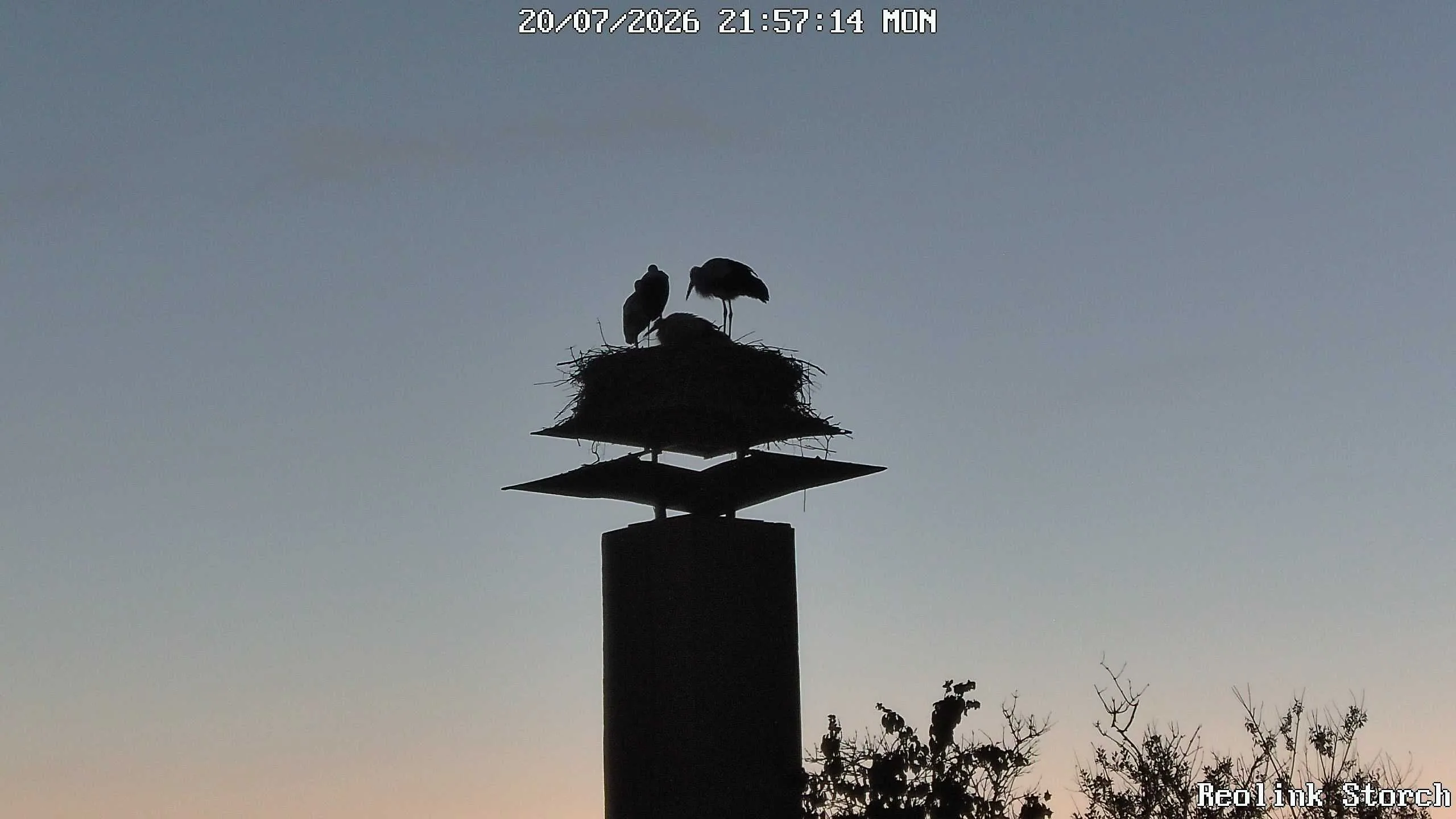 Storchencam Bild
