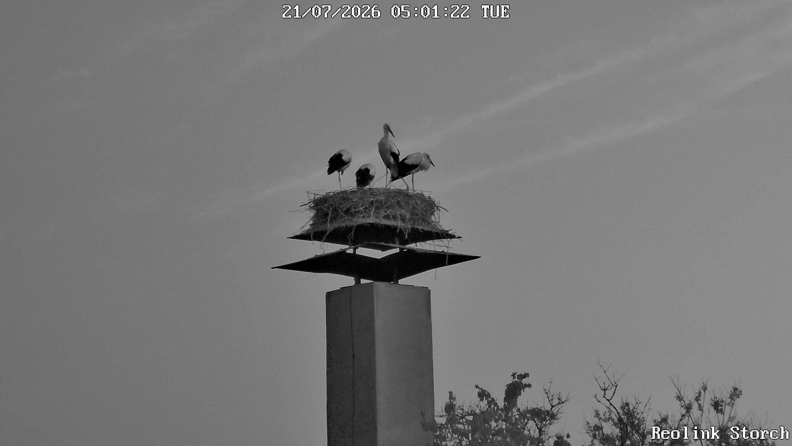 Storchencam Bild