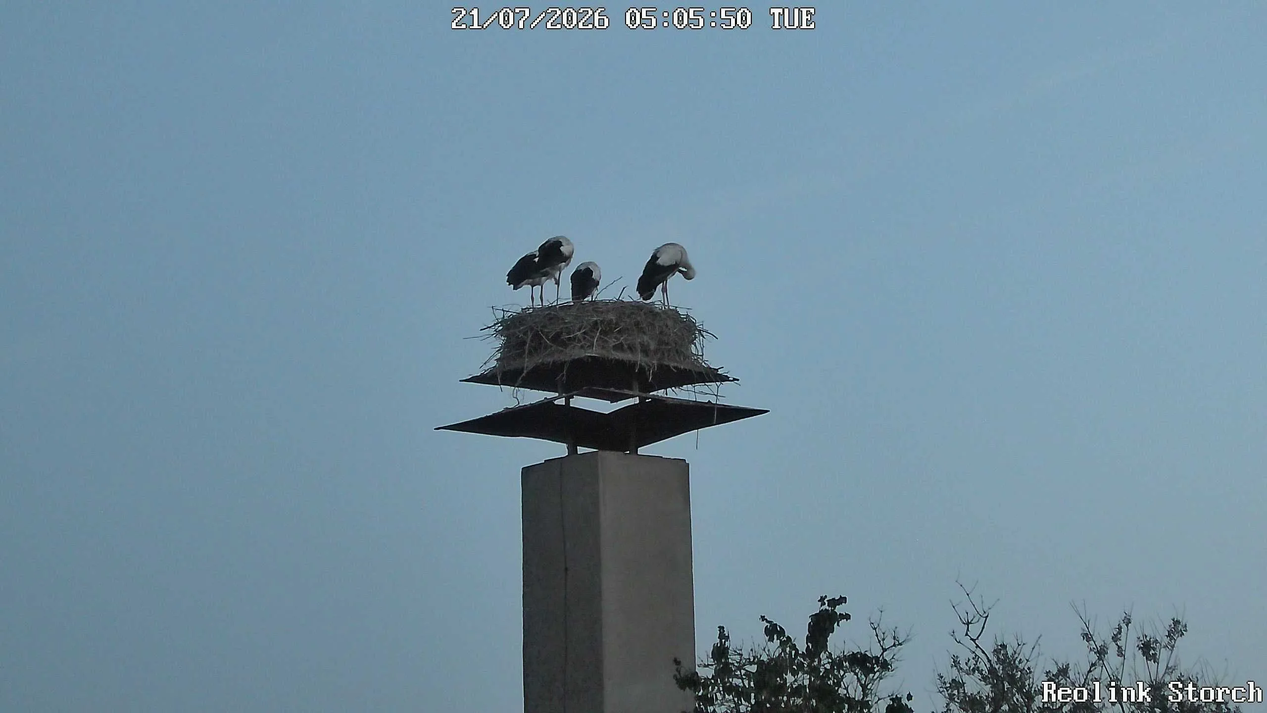 Storchencam Bild