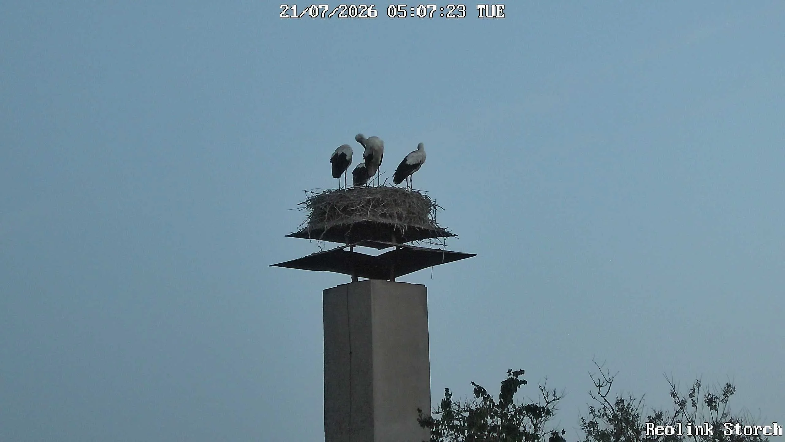Storchencam Bild