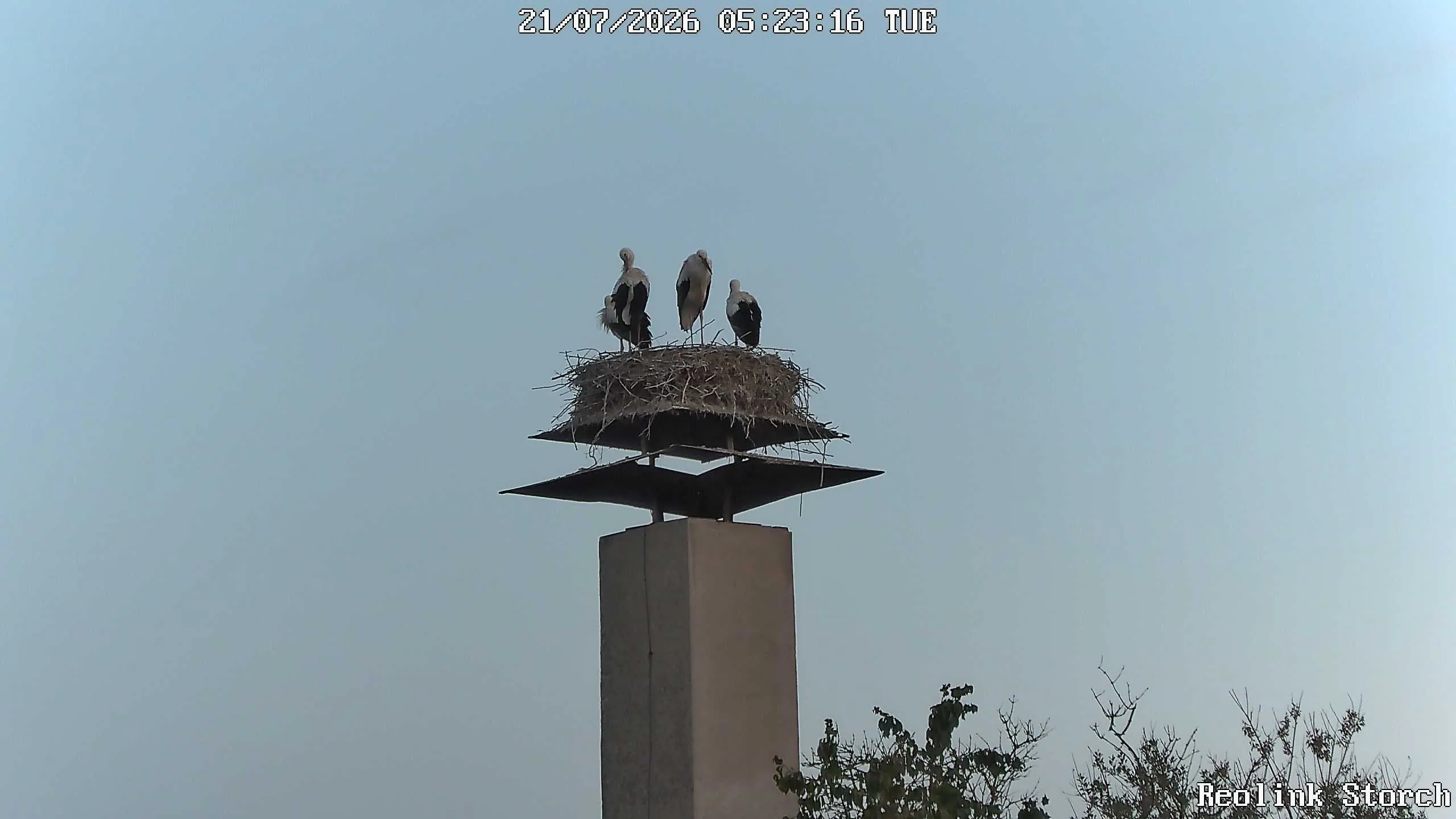 Storchencam Bild