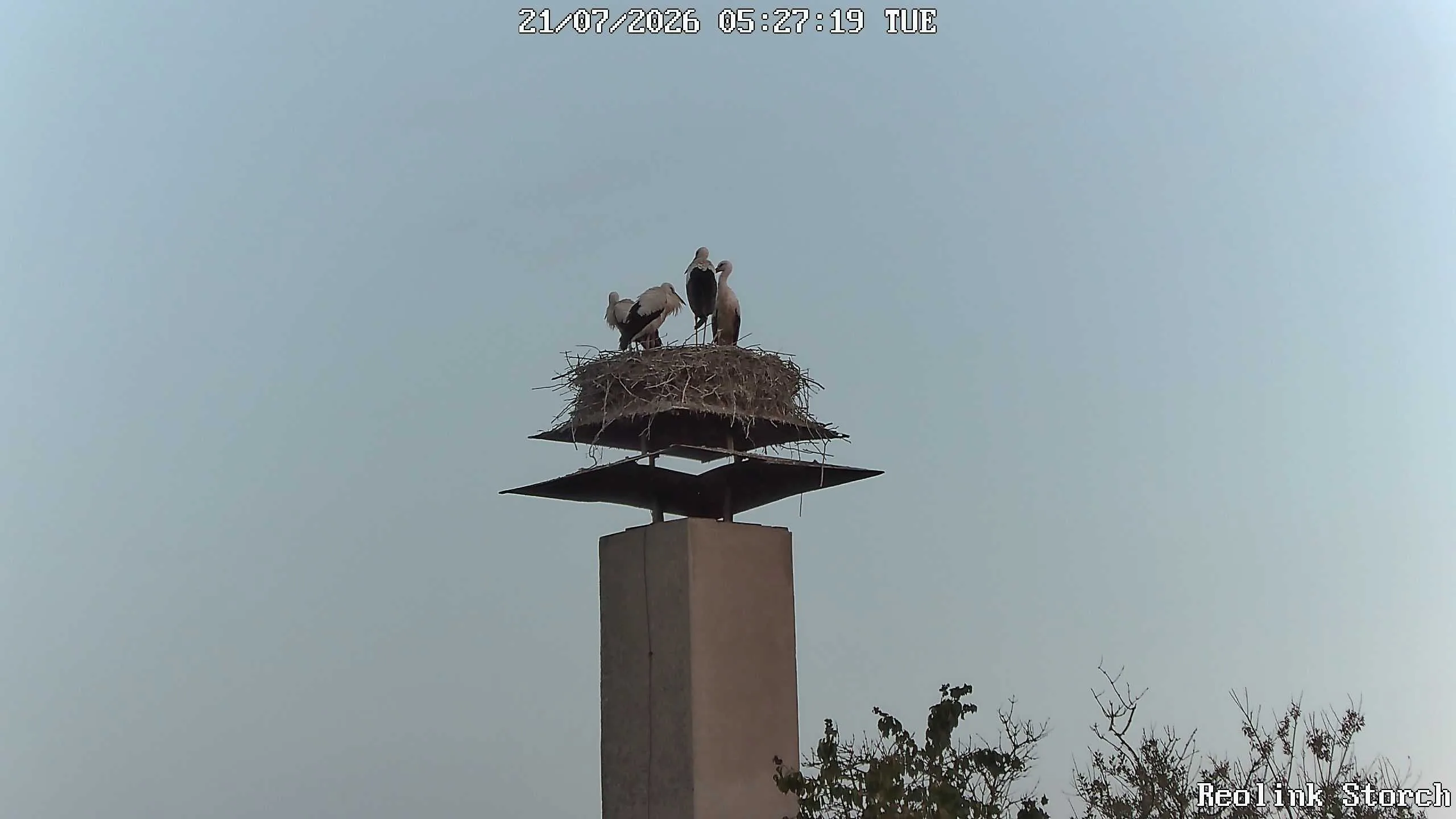 Storchencam Bild