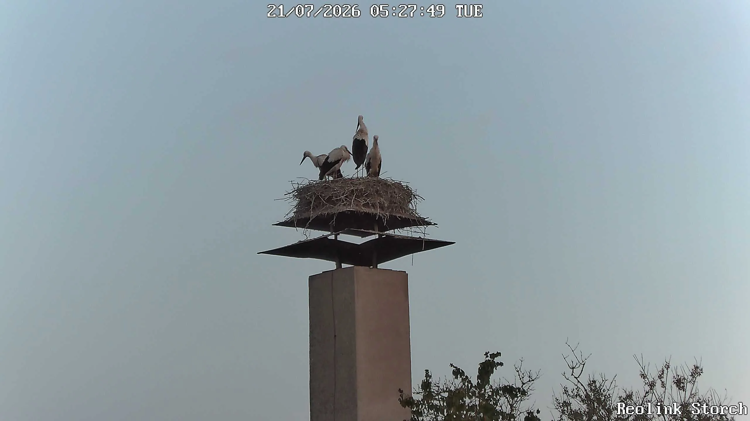 Storchencam Bild