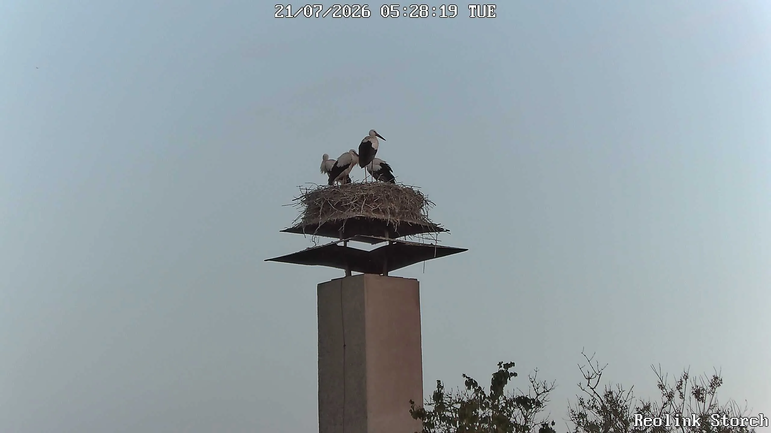 Storchencam Bild