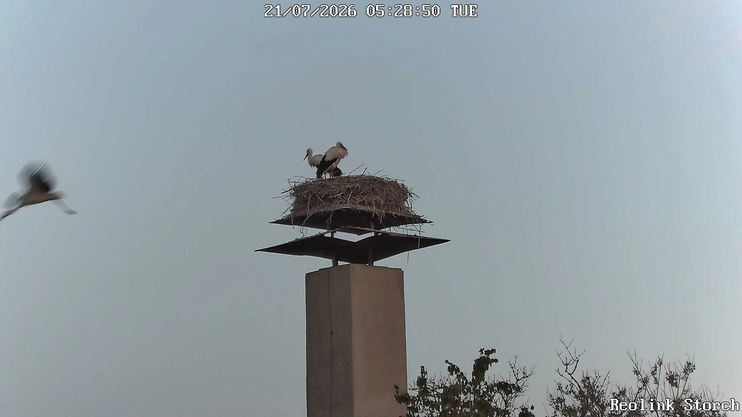 Storchencam Bild