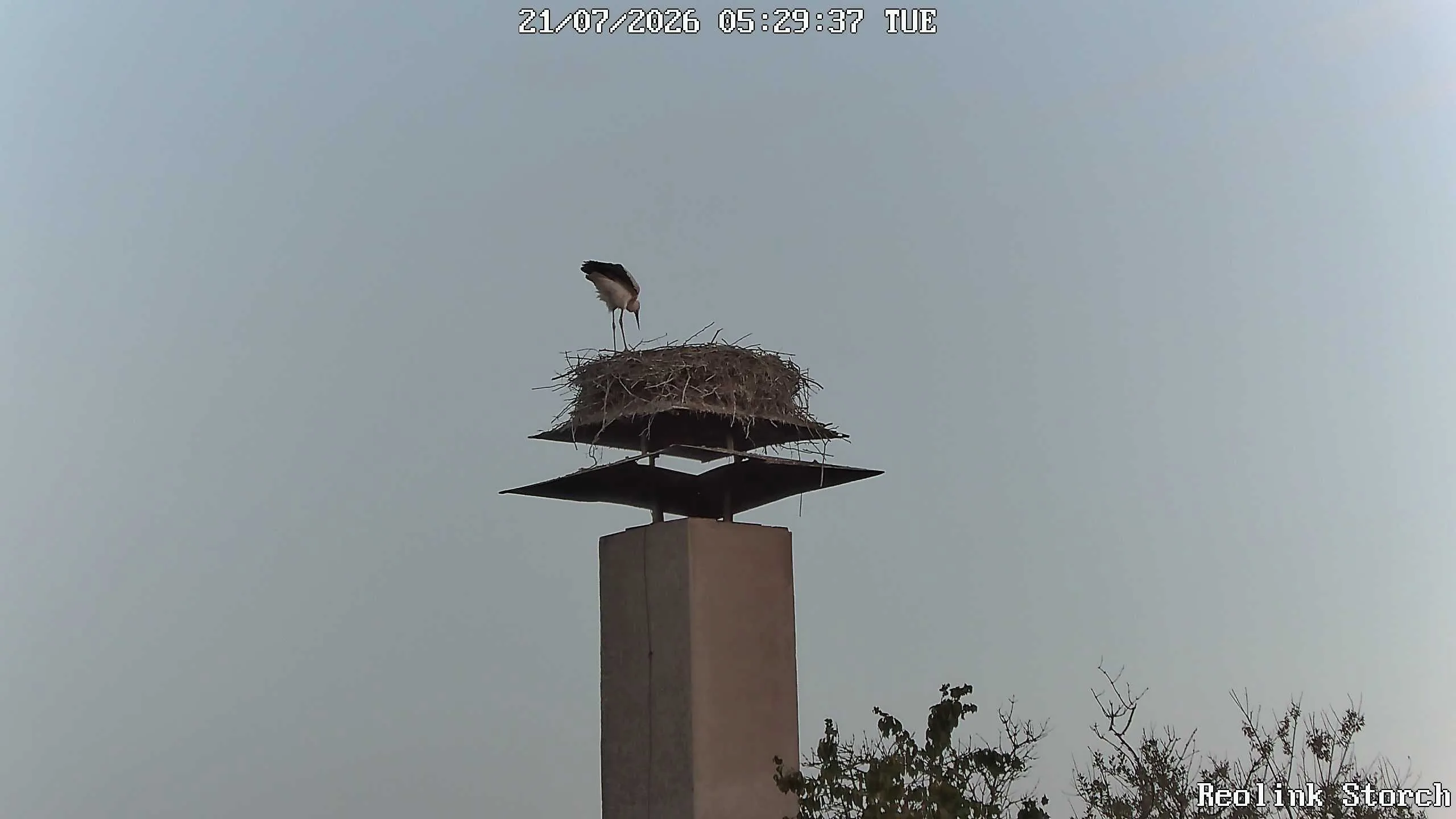 Storchencam Bild