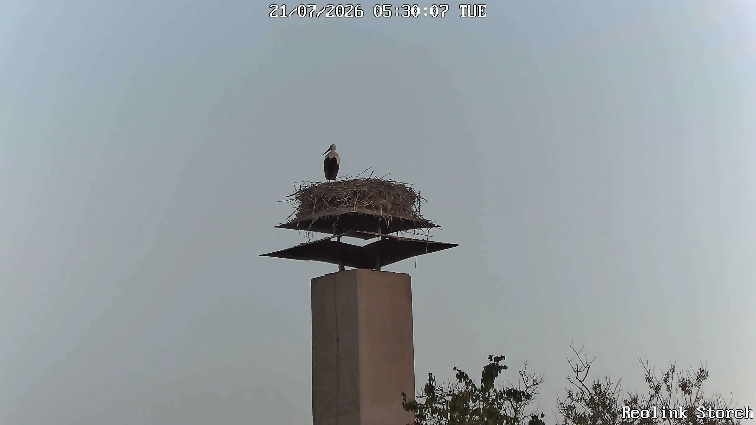 Storchencam Bild