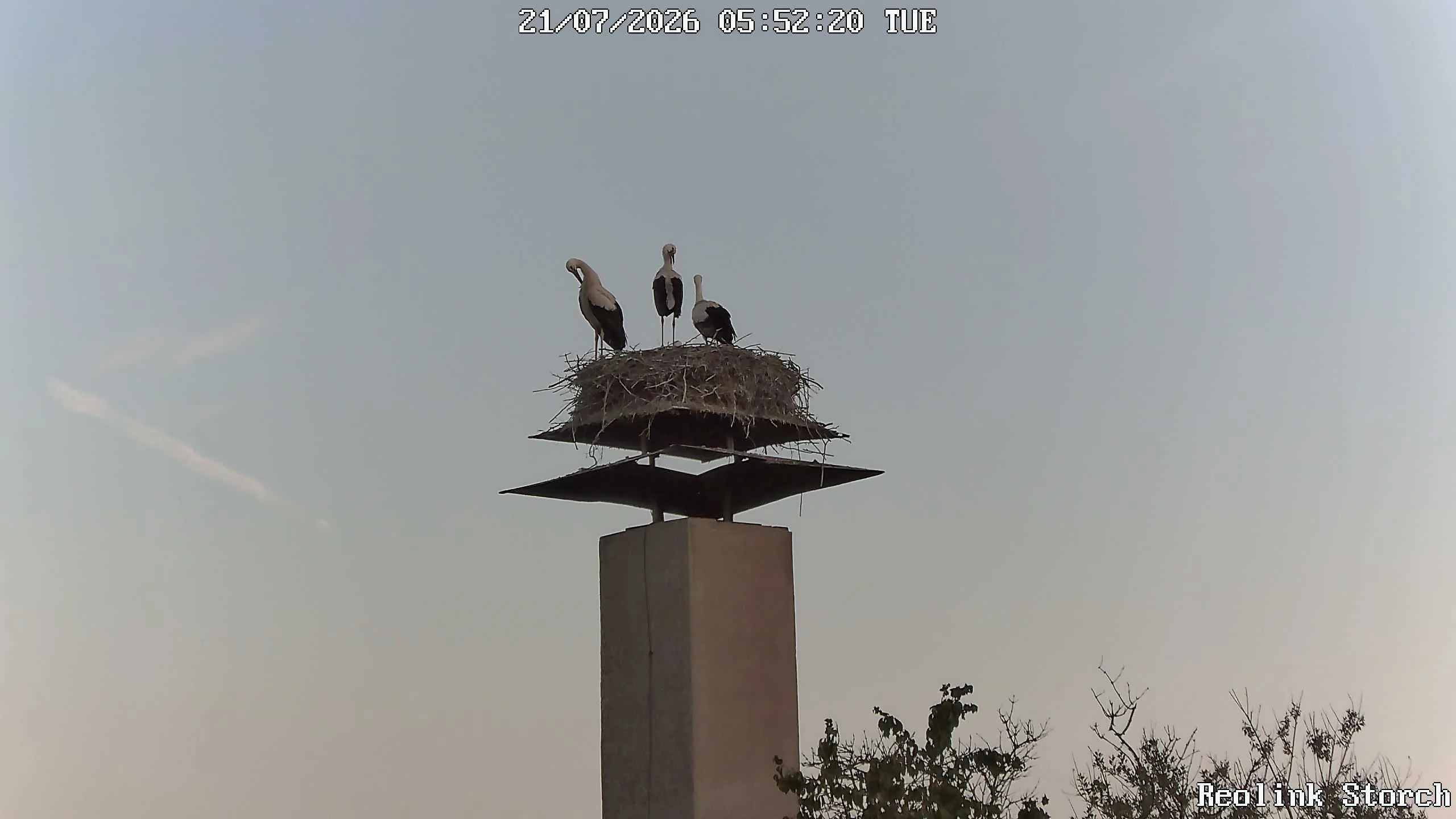 Storchencam Bild