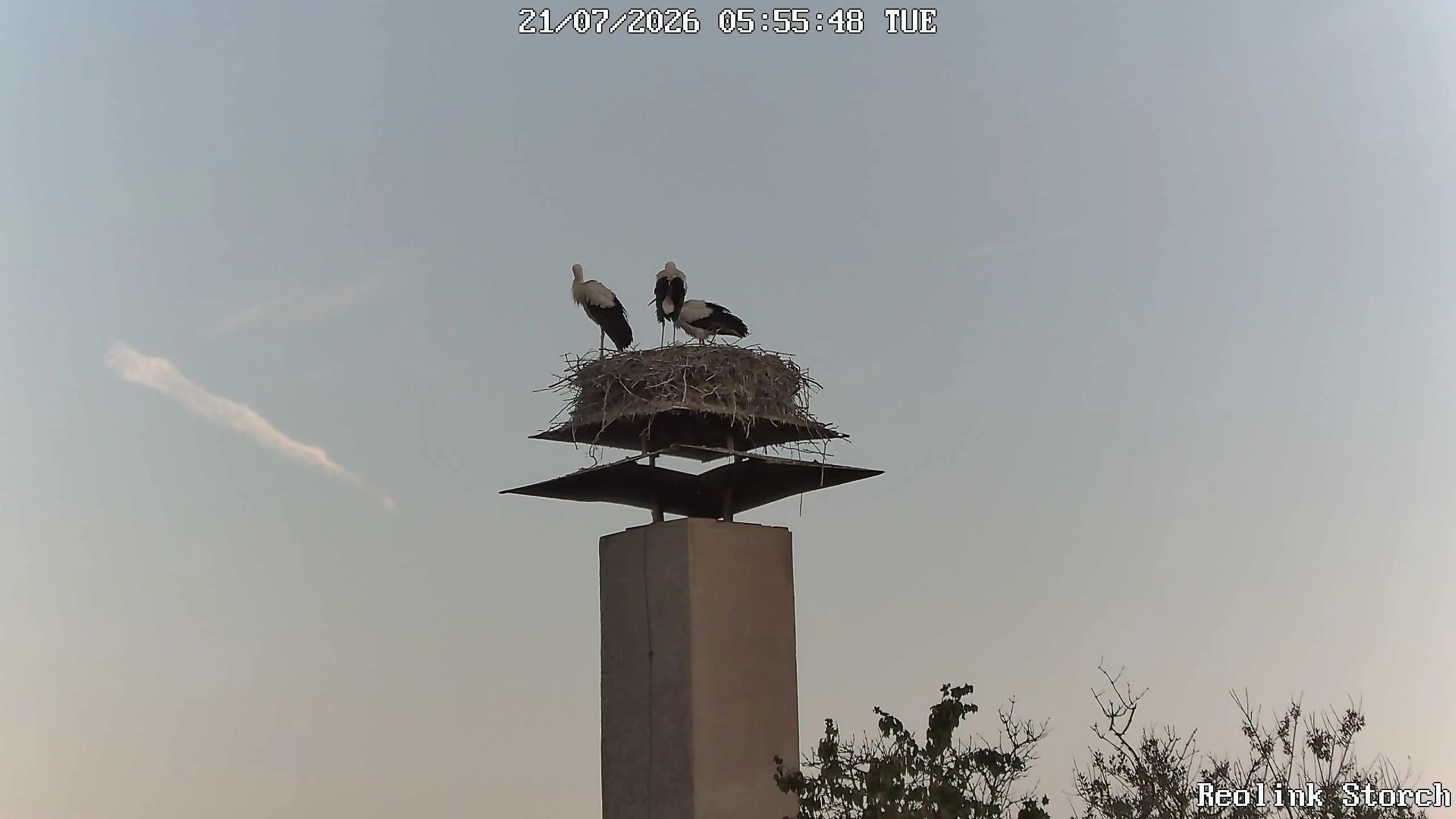 Storchencam Bild