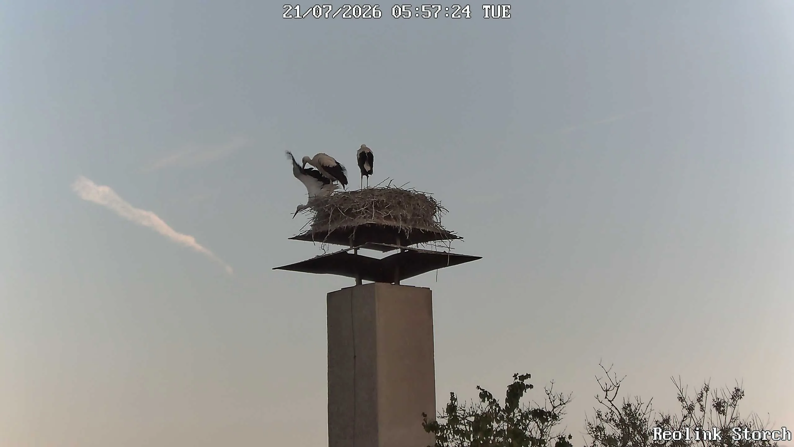 Storchencam Bild