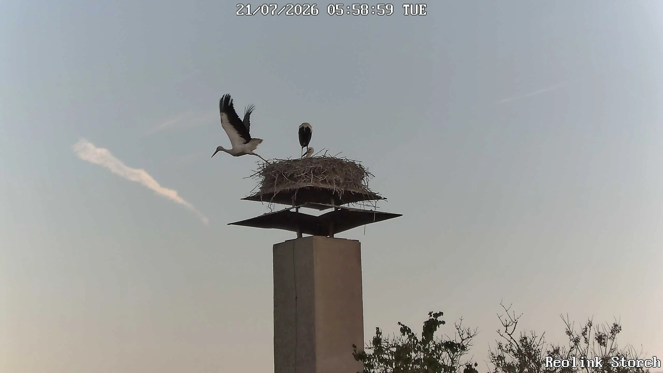 Storchencam Bild