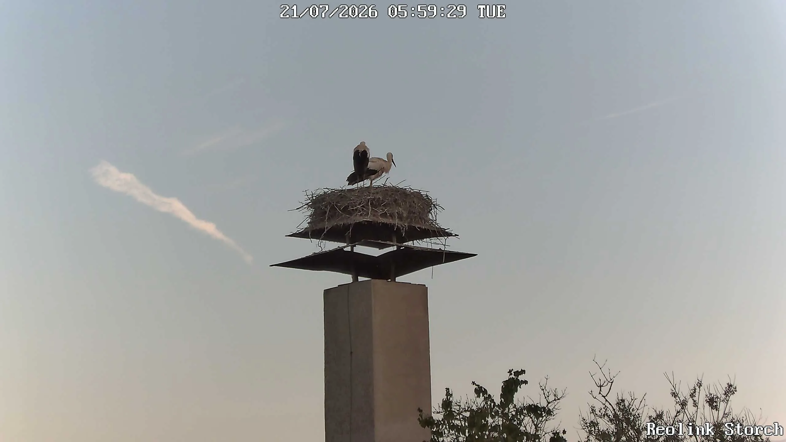 Storchencam Bild
