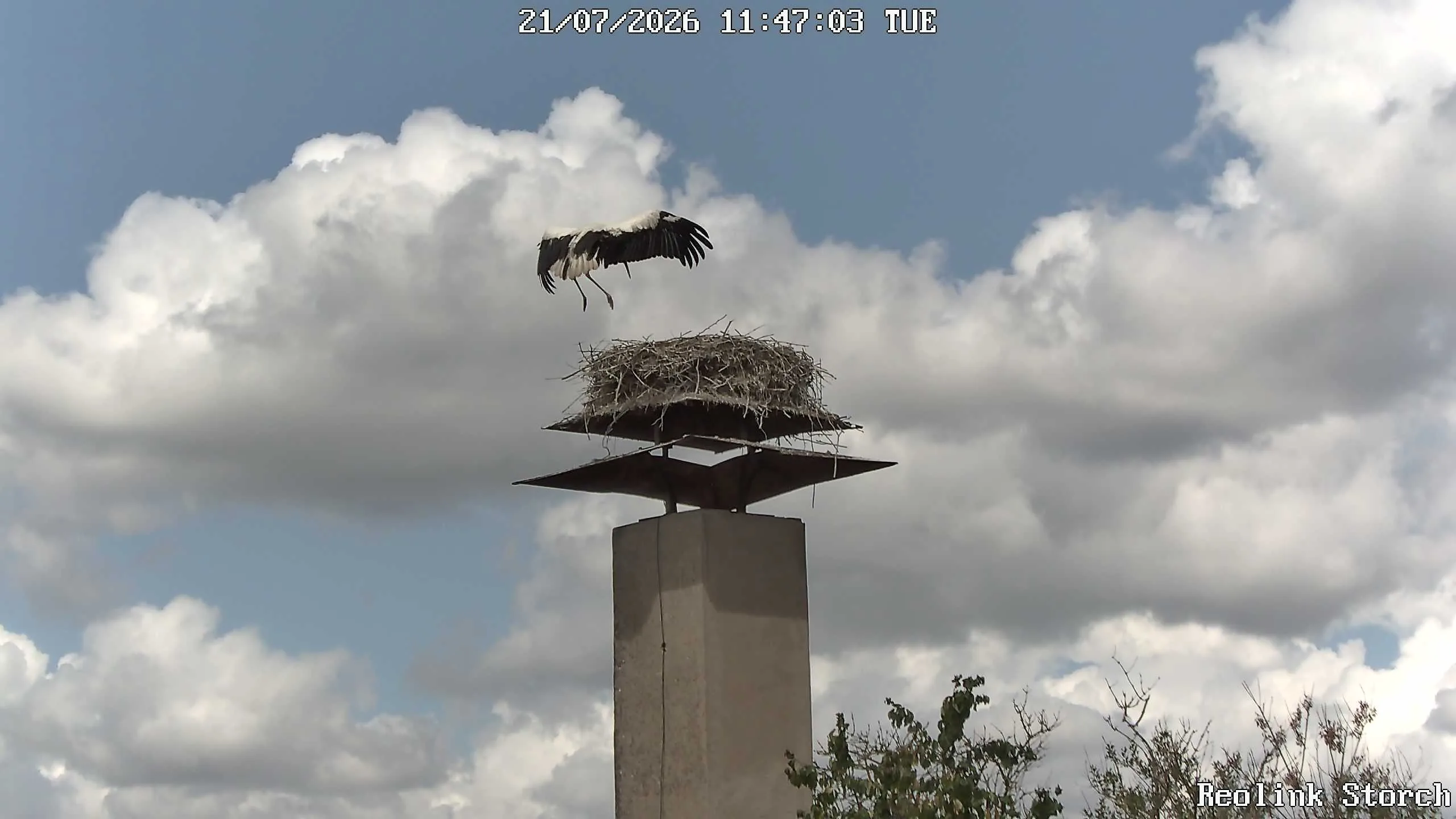Storchencam Bild