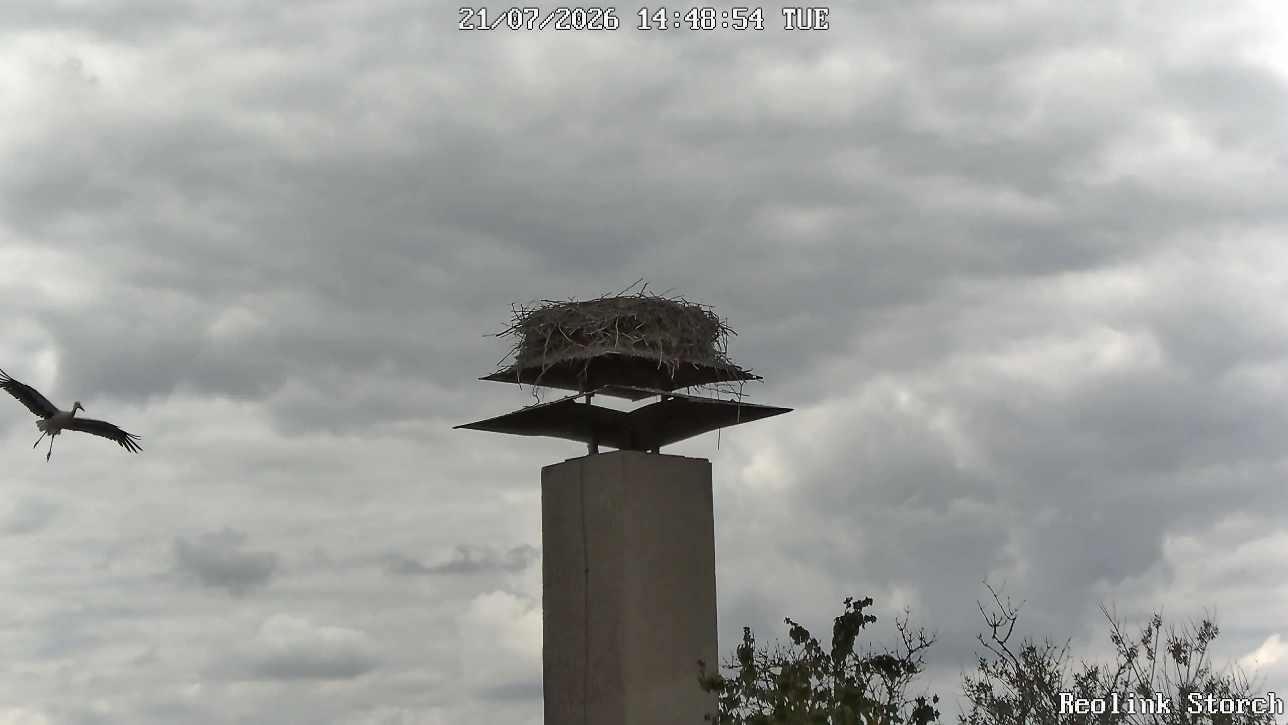 Storchencam Bild