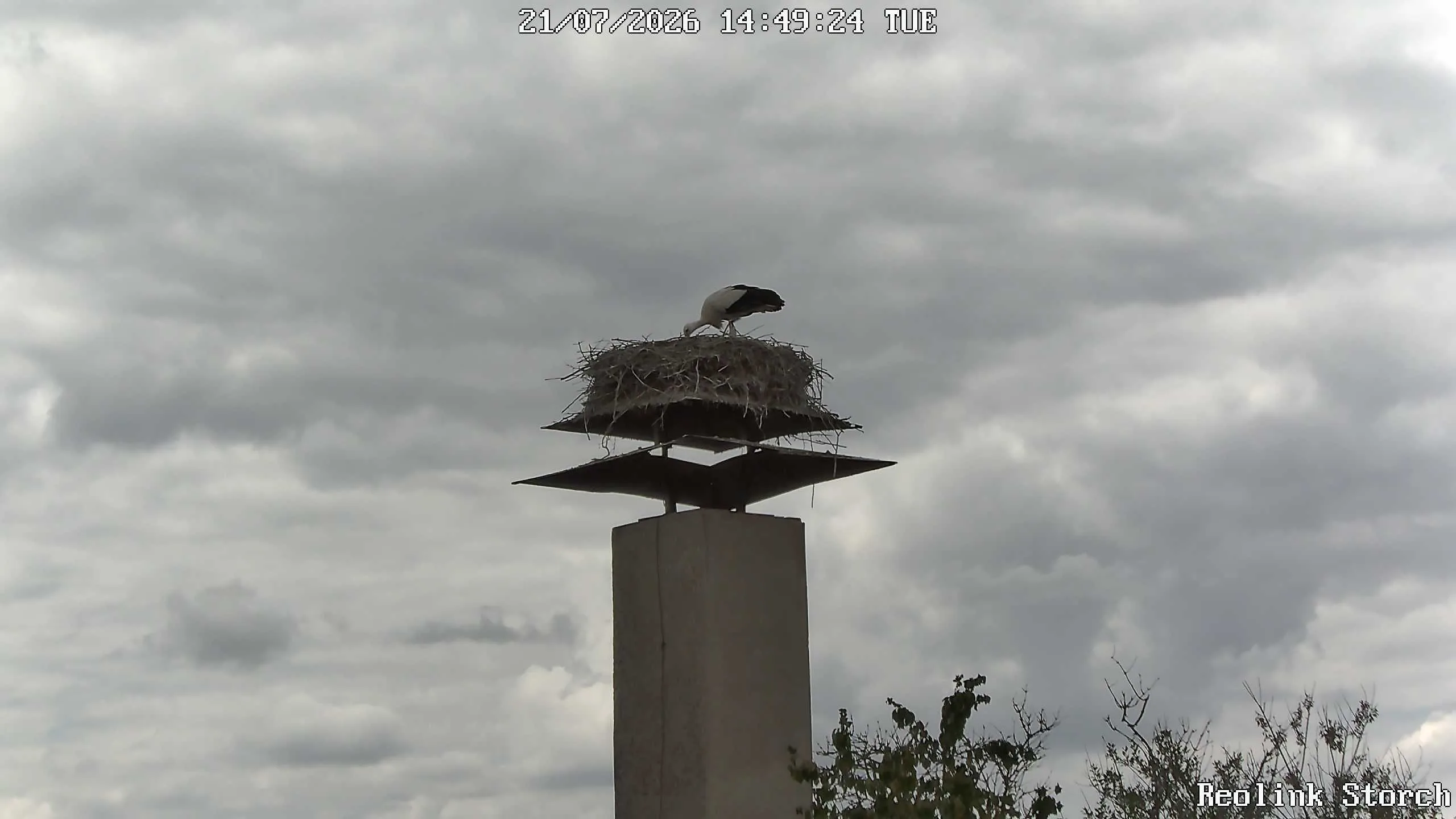 Storchencam Bild