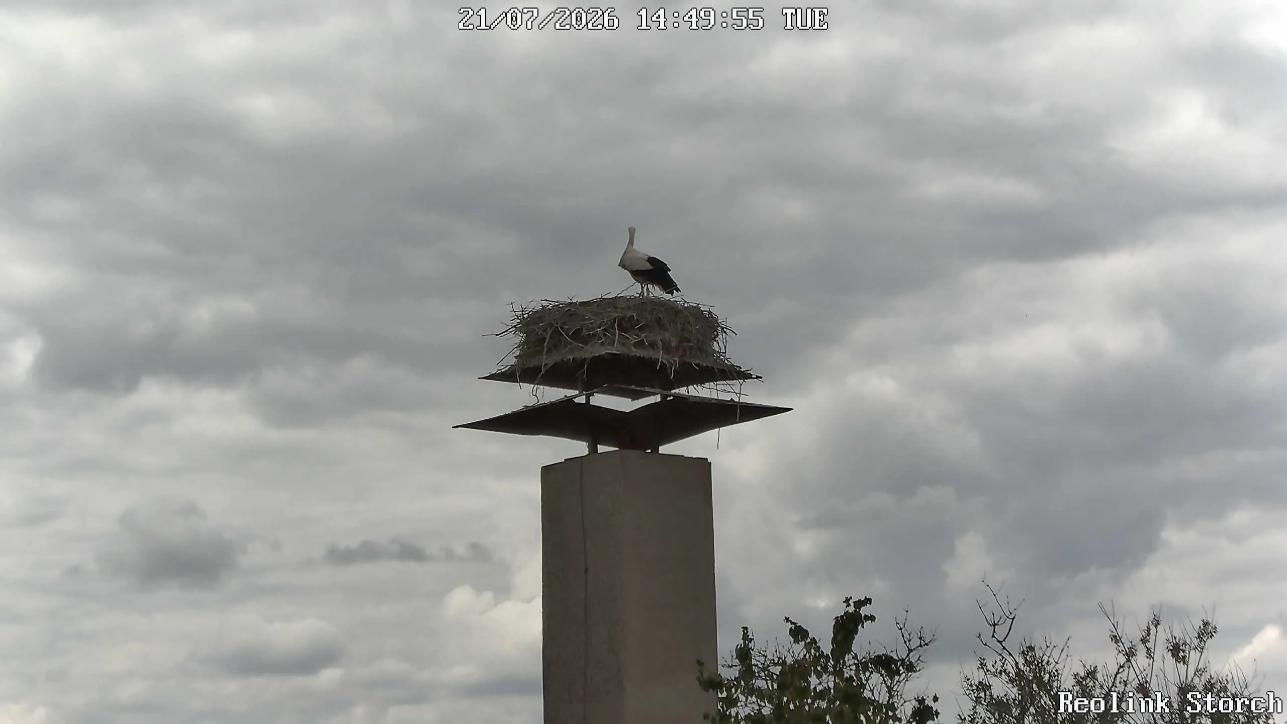 Storchencam Bild