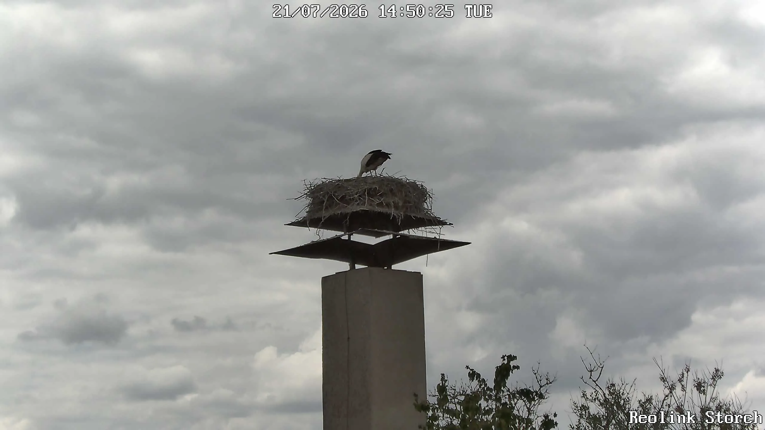 Storchencam Bild