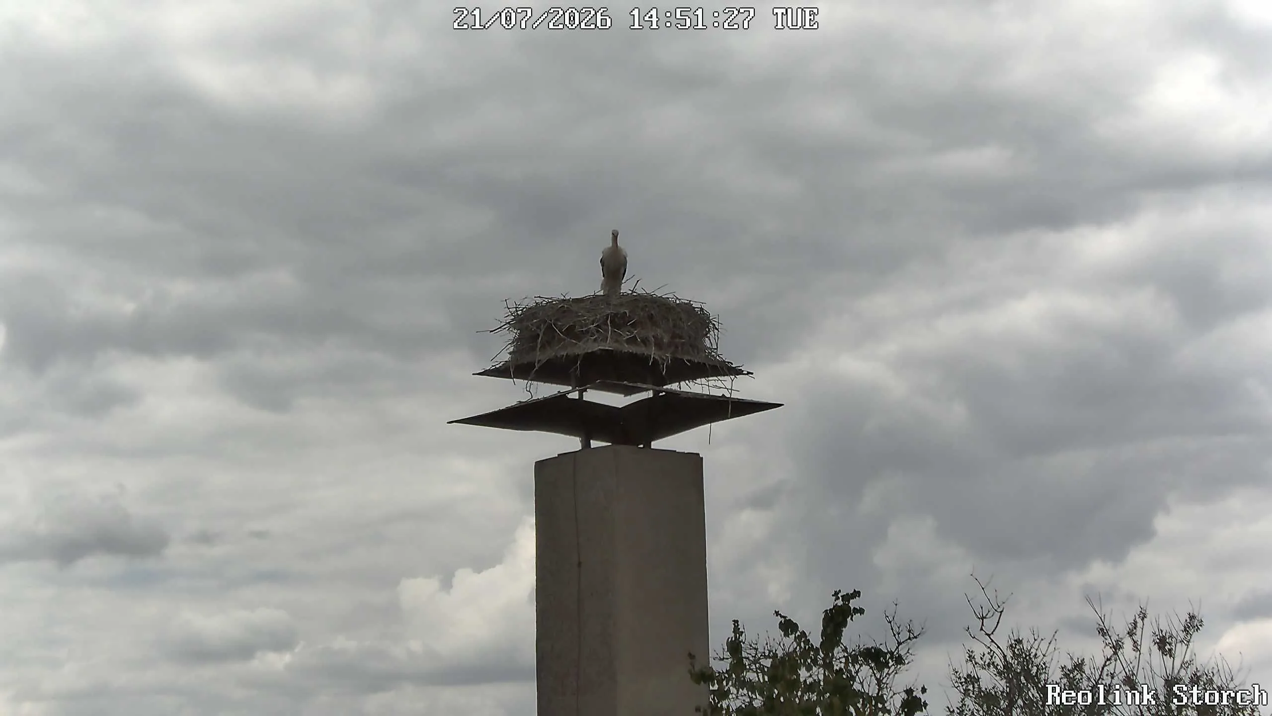 Storchencam Bild