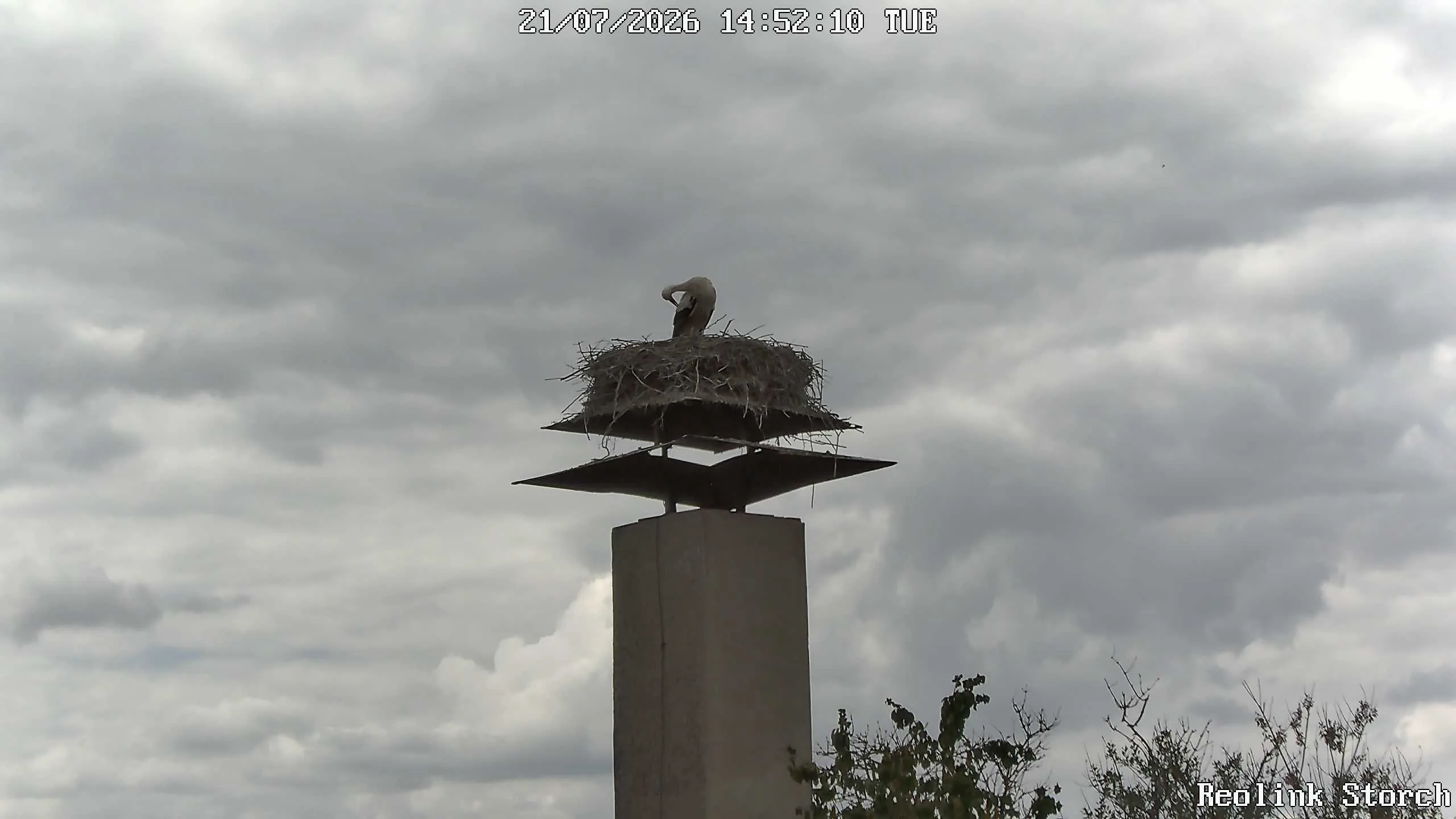 Storchencam Bild