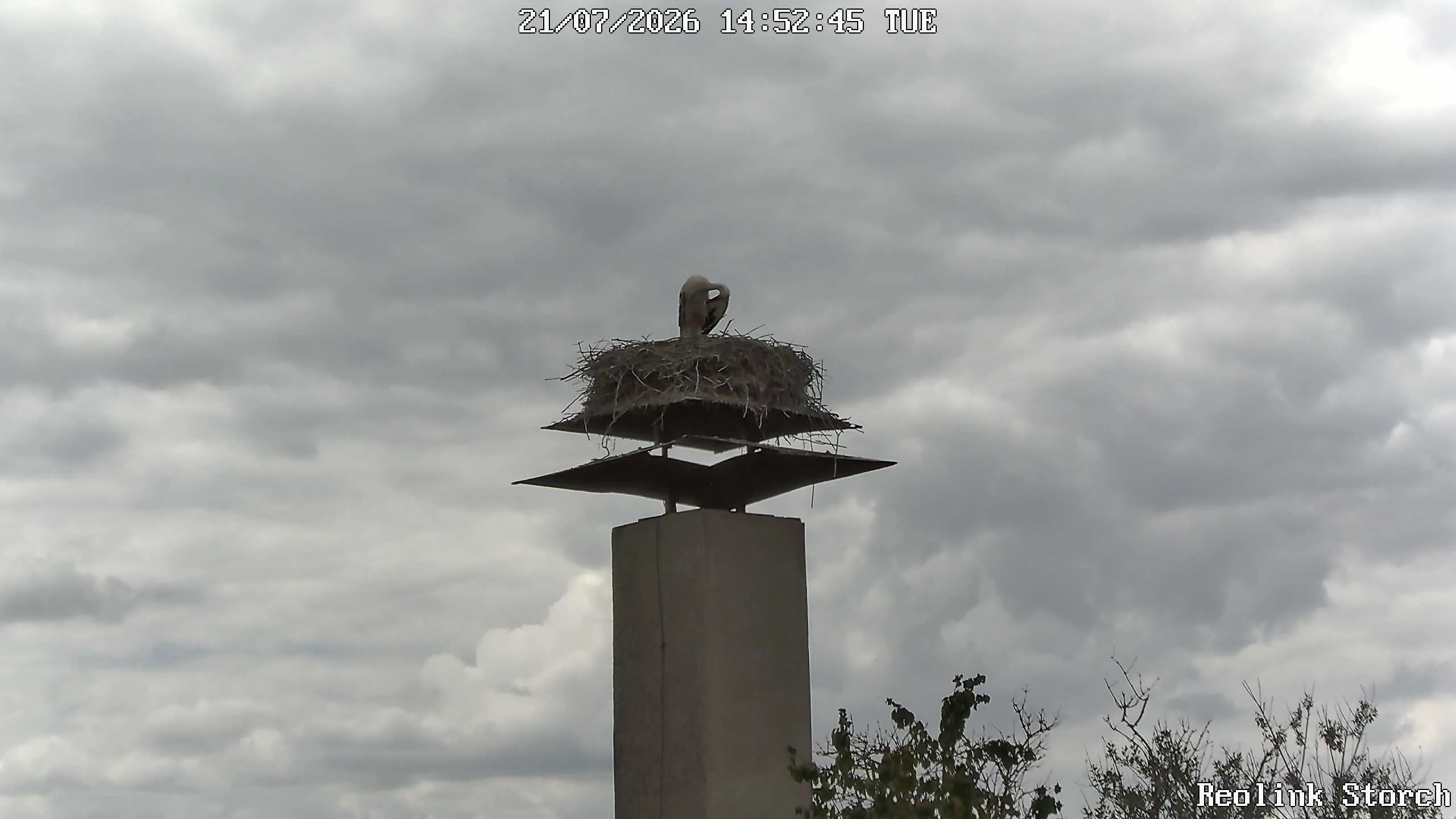 Storchencam Bild