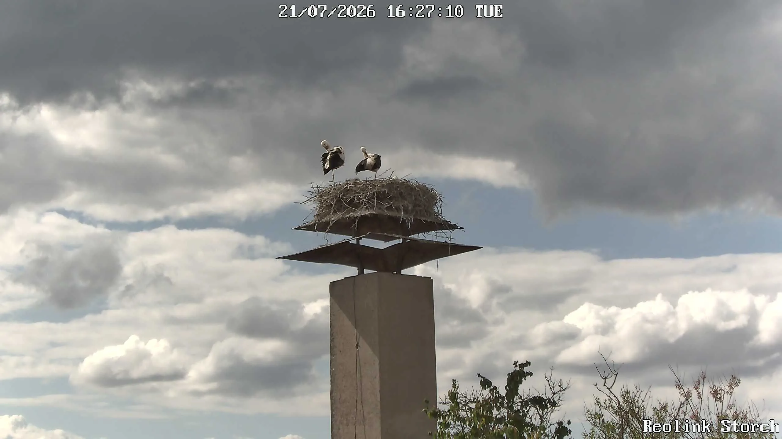 Storchencam Bild