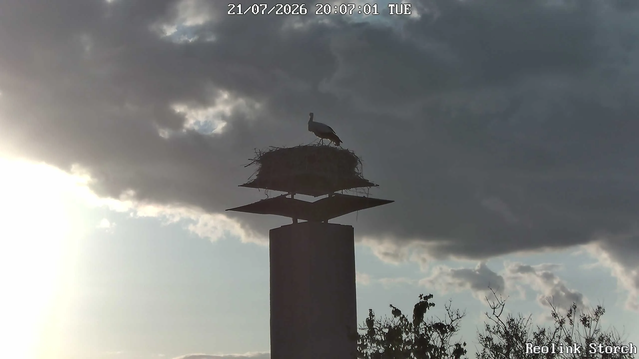 Storchencam Bild